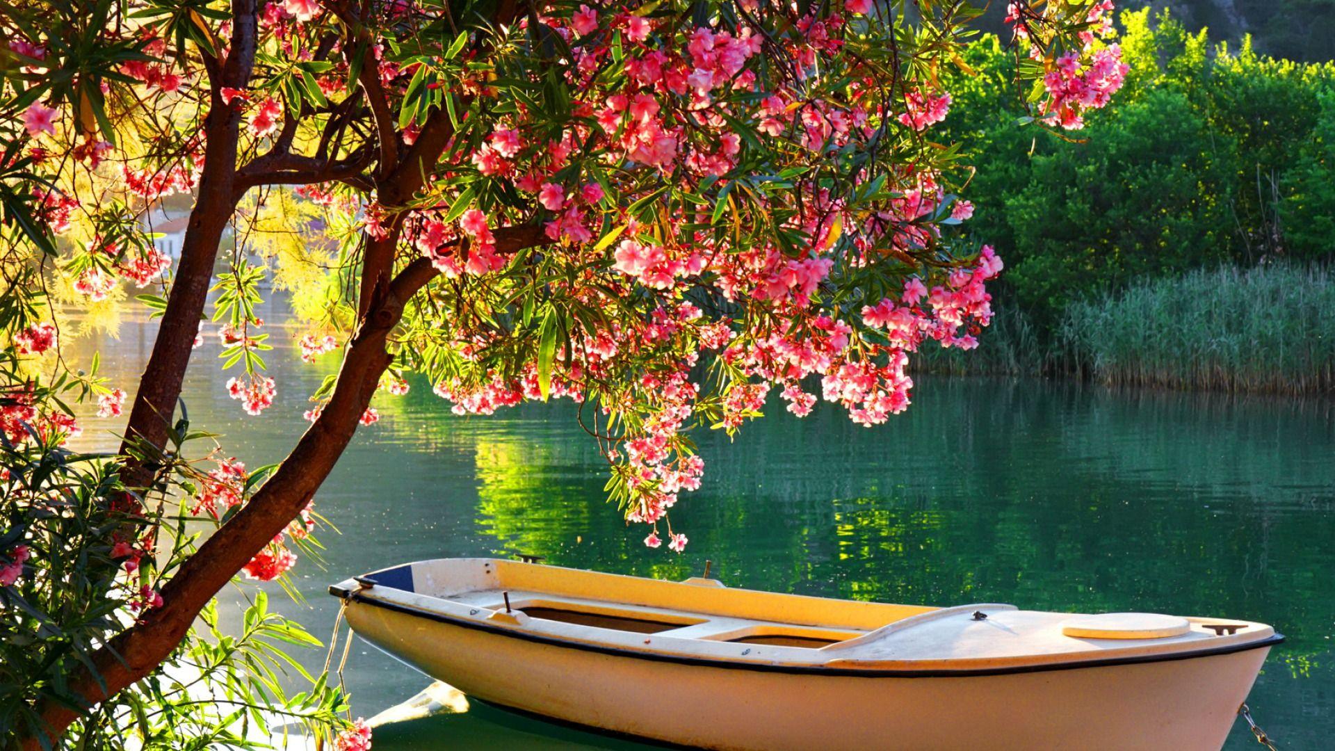 Boat In Spring Lake HD Wallpaper Full Of Flowers