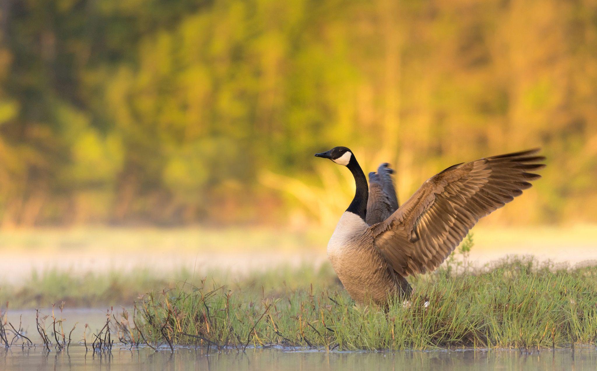 Majestic Canada Goose in Flight. HD Wildlife Wallpaperx1275
