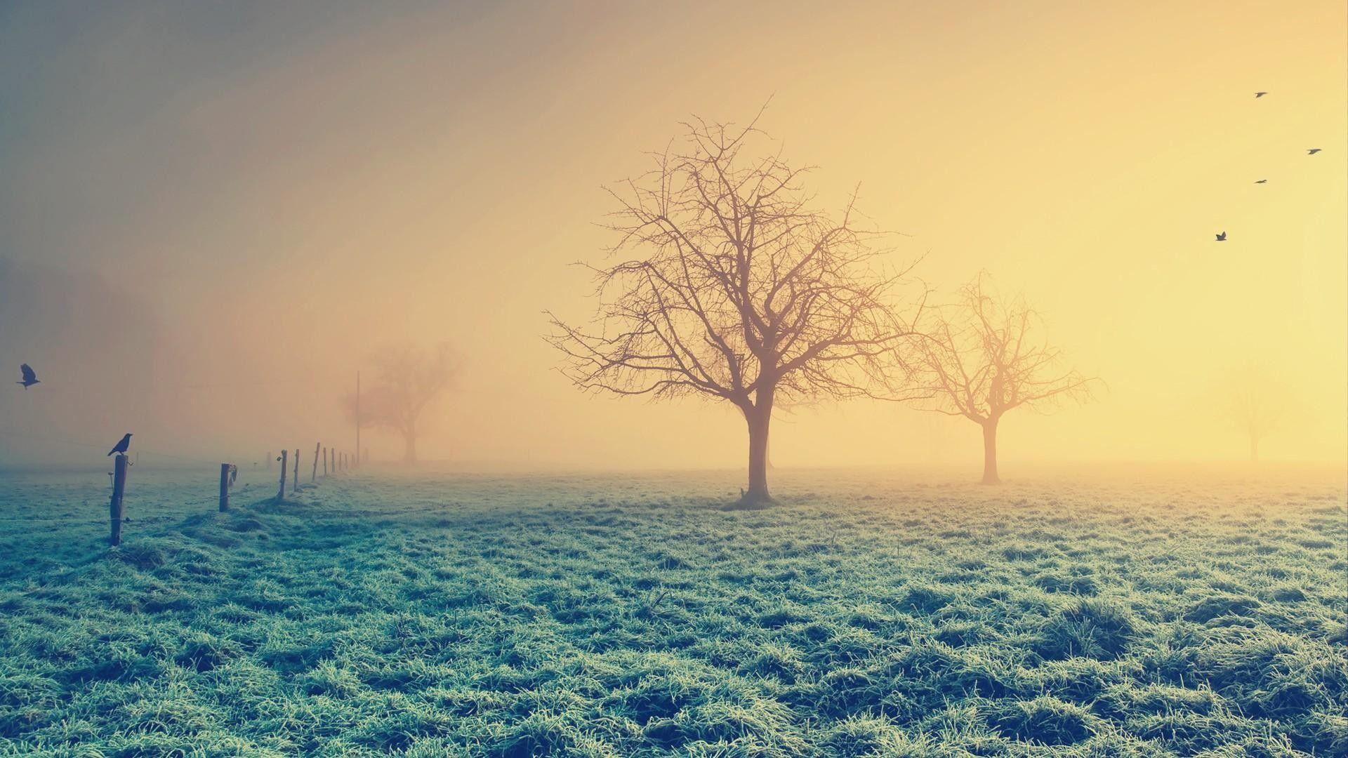 Morning Haze And Frost HD Wallpaperx1080