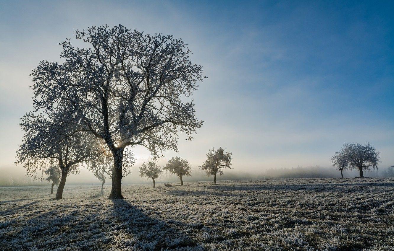 Wallpaper winter, frost, field, nature, tree, morning, frost