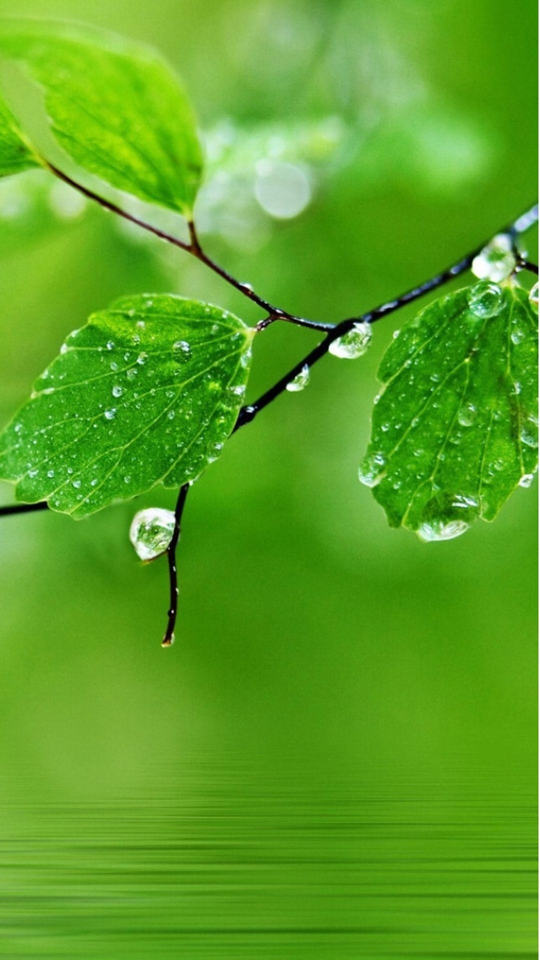 Pure Fresh Dew Leaf Branch Over Water iPhone 8 Wallpaper Free