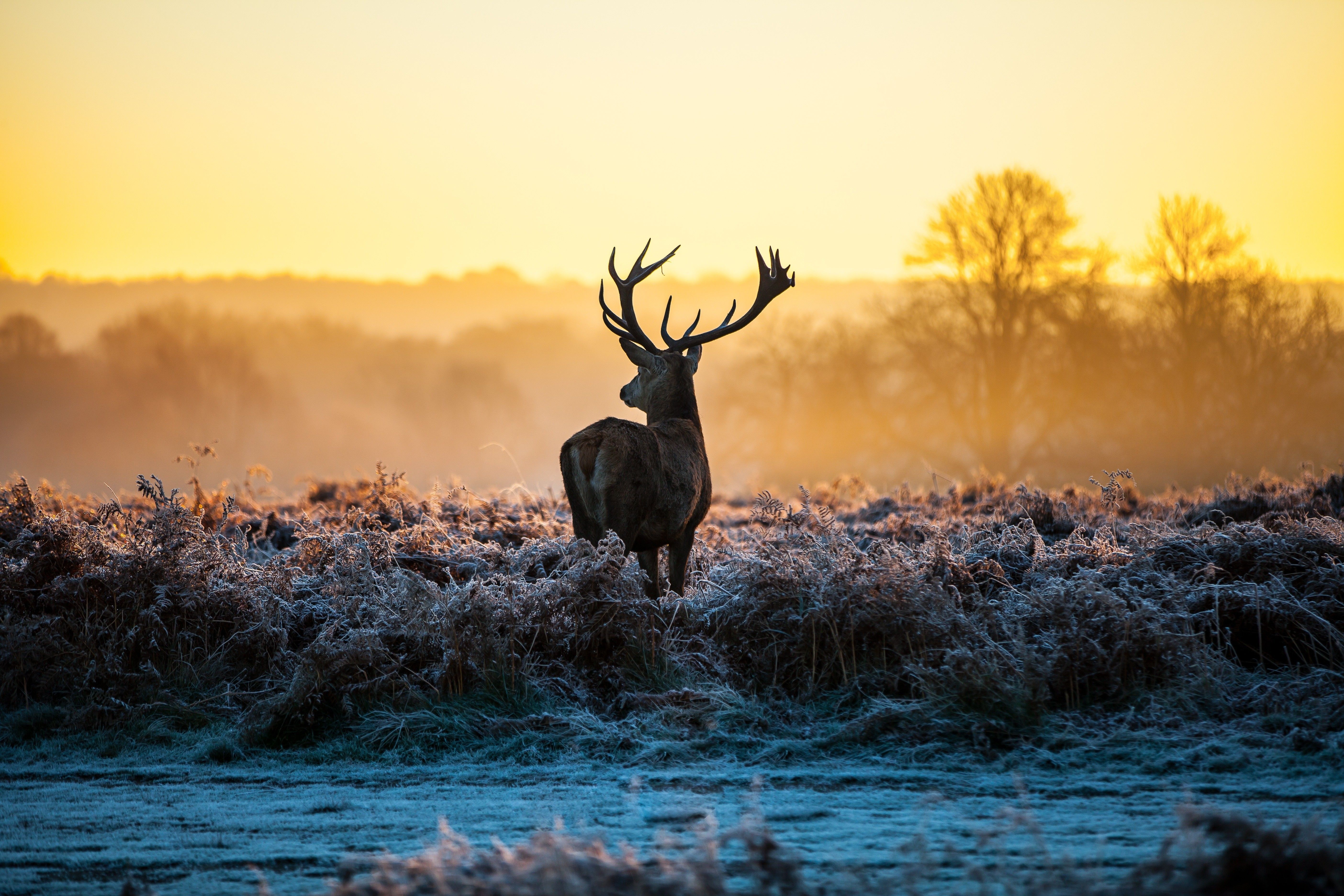 sunlight, landscape, animals, stags, deer, nature, frost, morning