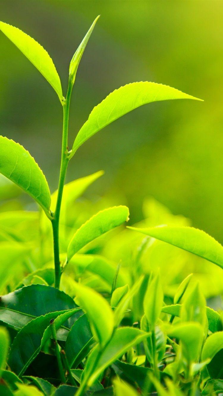 Fresh Green Tea Leaves, Sunlight 750x1334 IPhone 8 7 6 6S