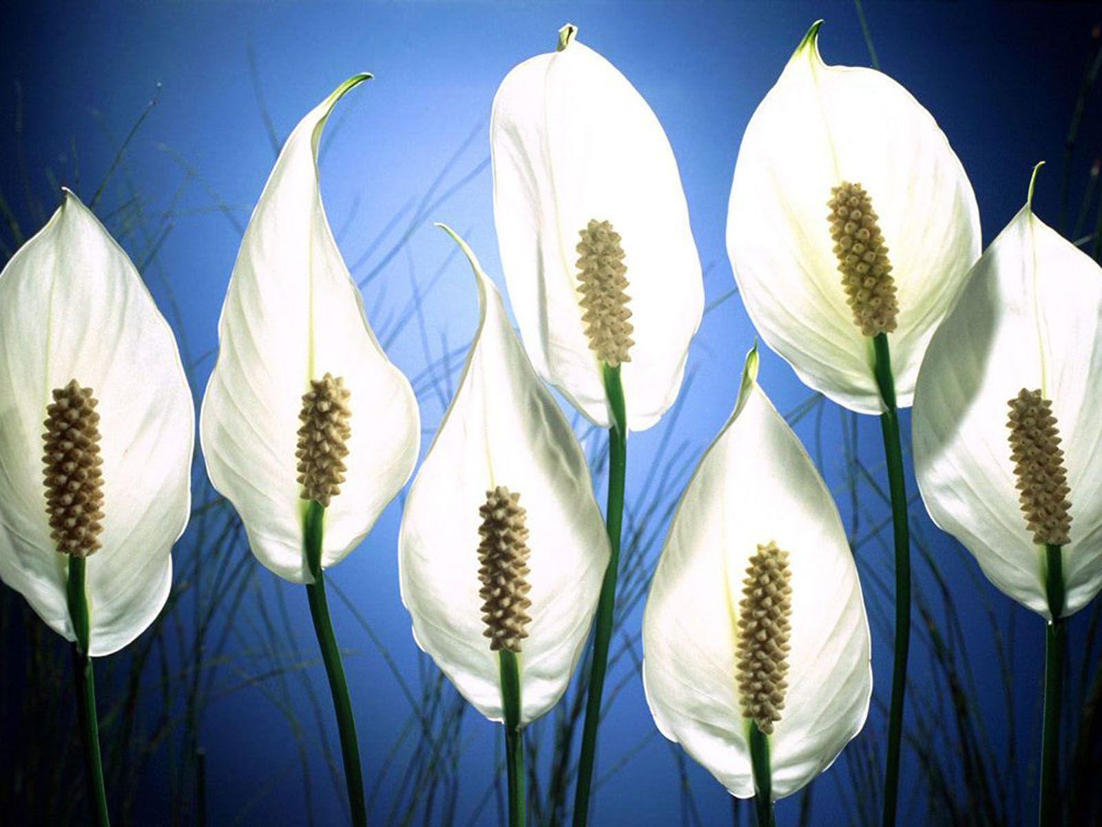 Love Picture: Peace Lilies Wallpaper