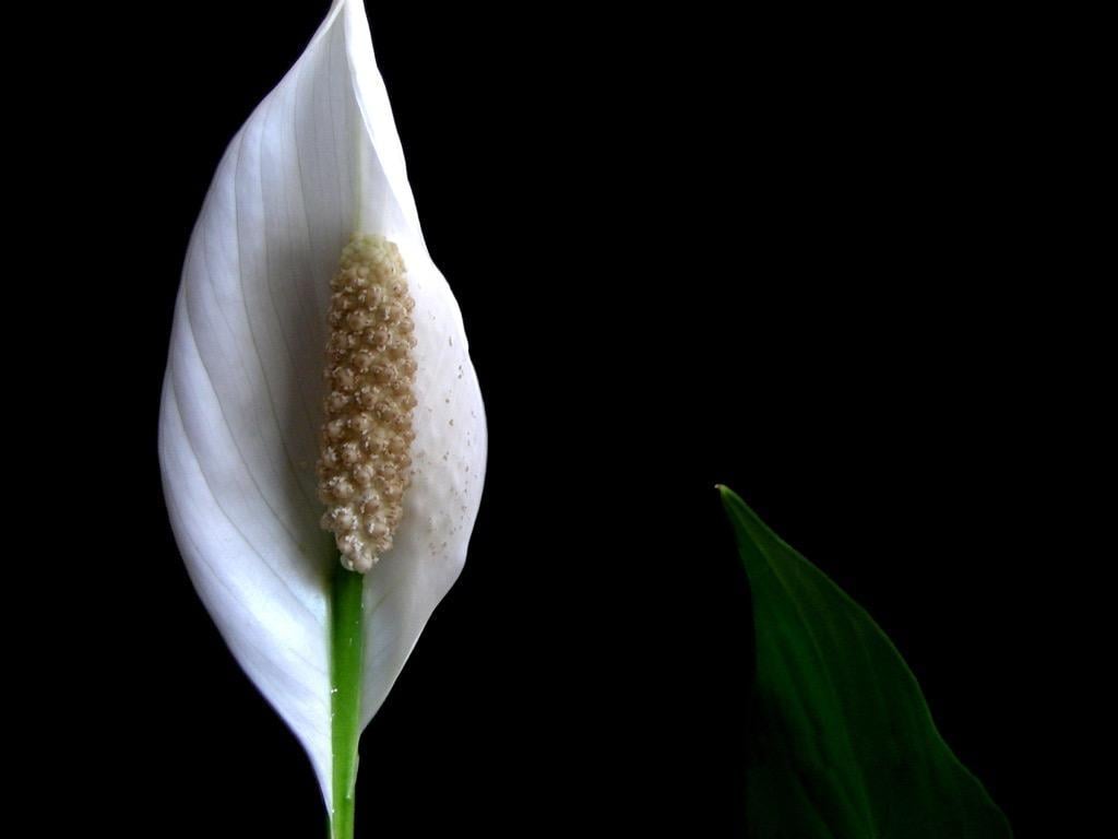 Peace Lily Wallpaper HD FREE for Android