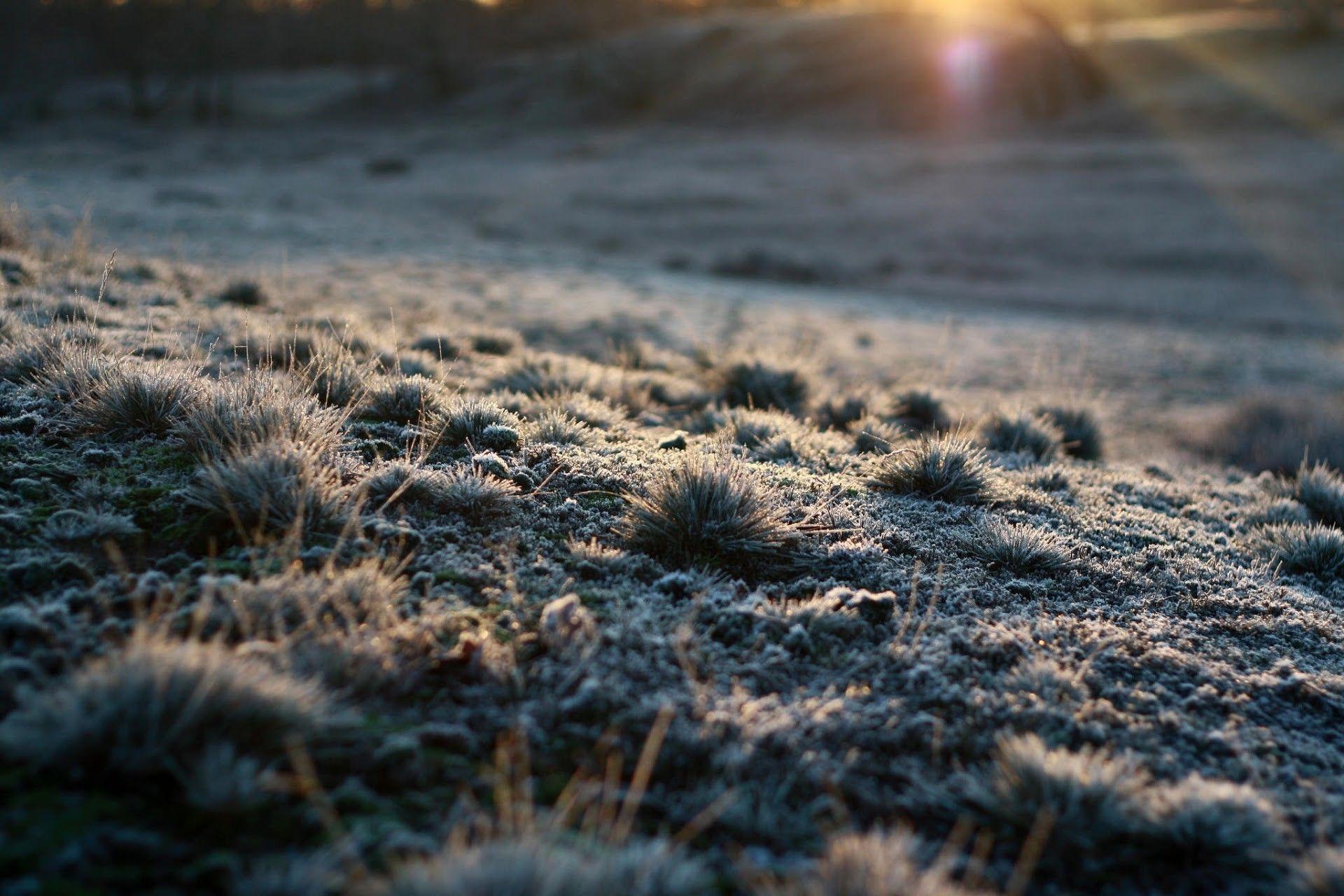 nature, white, cold, grass, sunlight, frost, morning wallpaper