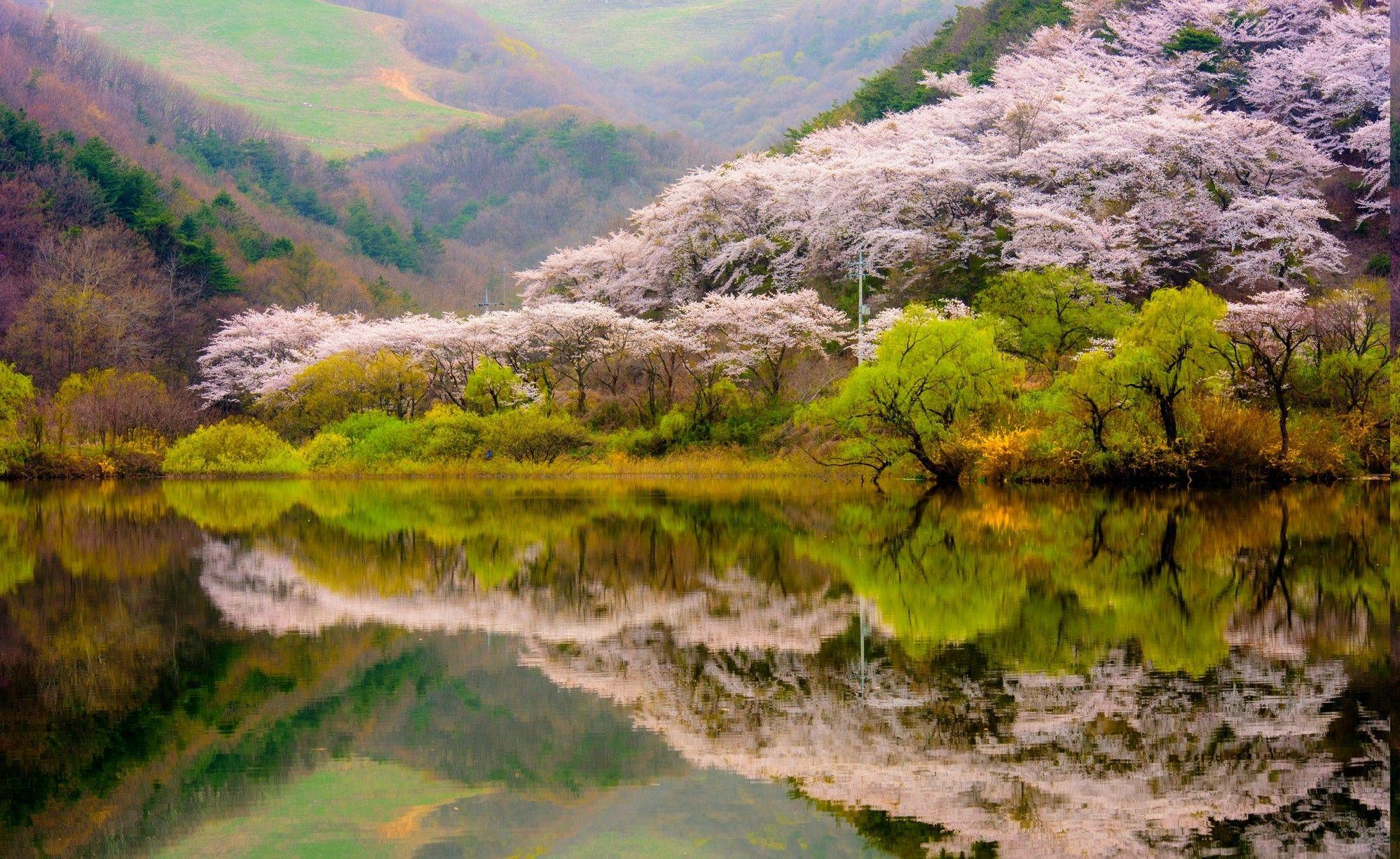 spring, Forest, Mountain, Lake, Reflection, Blossoms, Trees