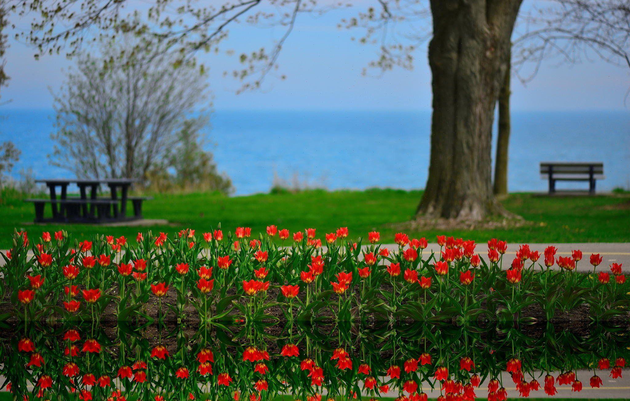 Flowers tulips landscape reflection Lake Ontario Canada spring