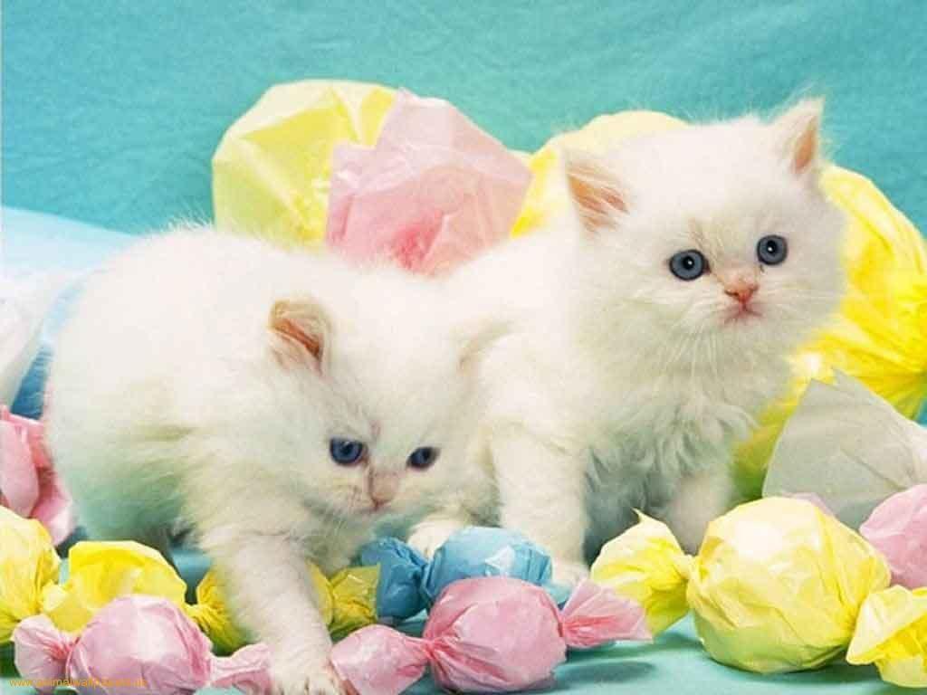 Image detail for -Download Kittens wallpaper, 'Two kittens Easter