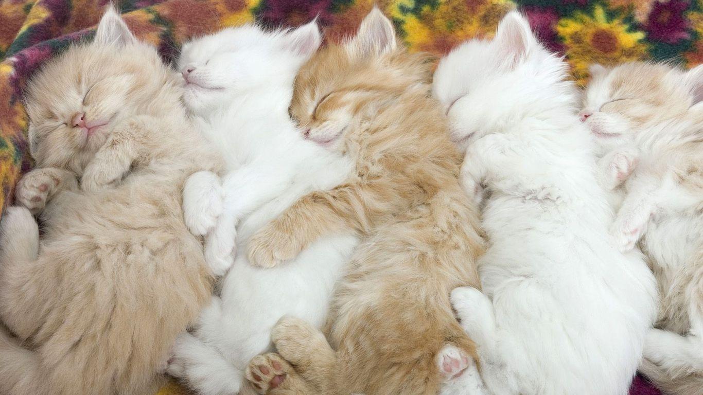 kitten desk widescreen wallpaper background HD. Nature HD. Cat hug, Sleeping kitten, Baby cats