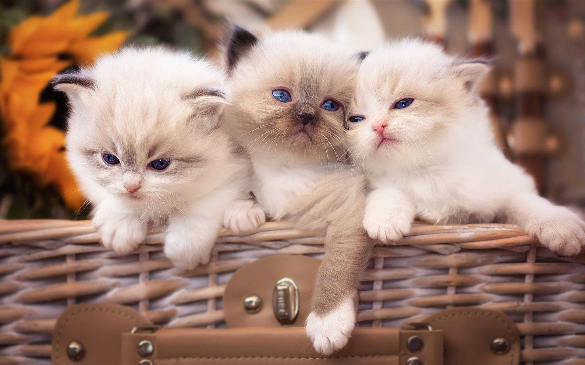 Fluffy Kittens HD Wallpaper