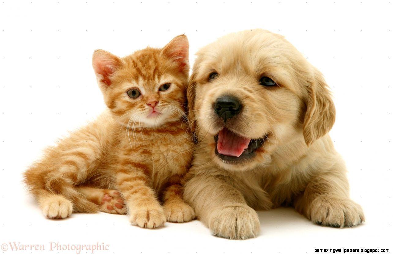 Cute Puppy And Kitten Wallpaper