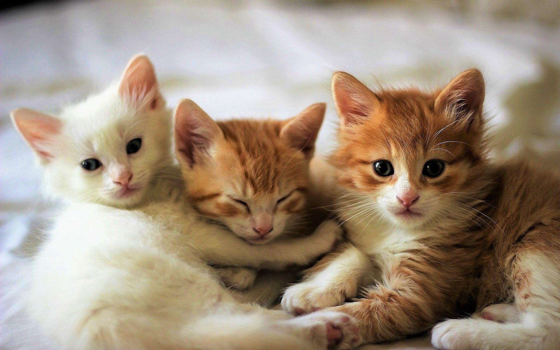 Три киса. Красивые котята. Три котенка. Рыжий котёнок. Три кошки.