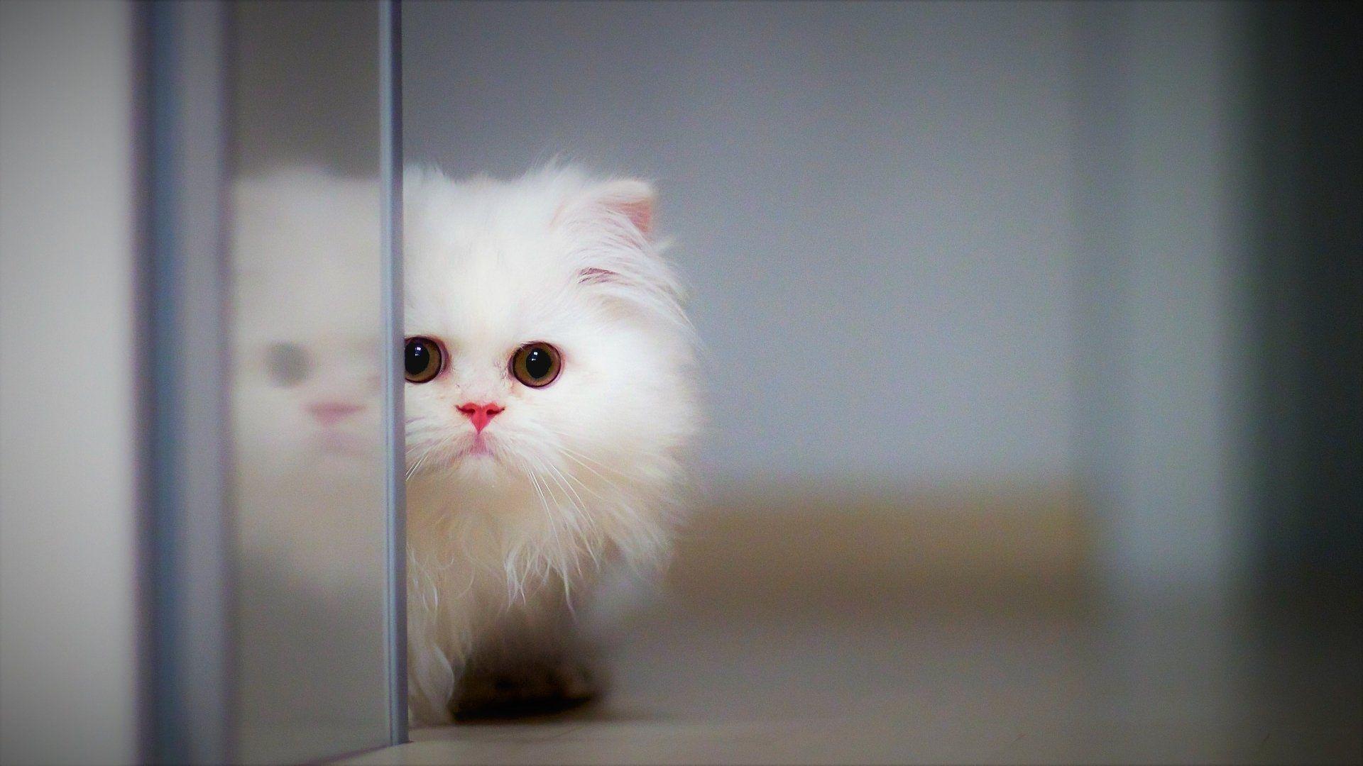 Cute Fluffy Kitten HD Wallpaper. Background Imagex1080