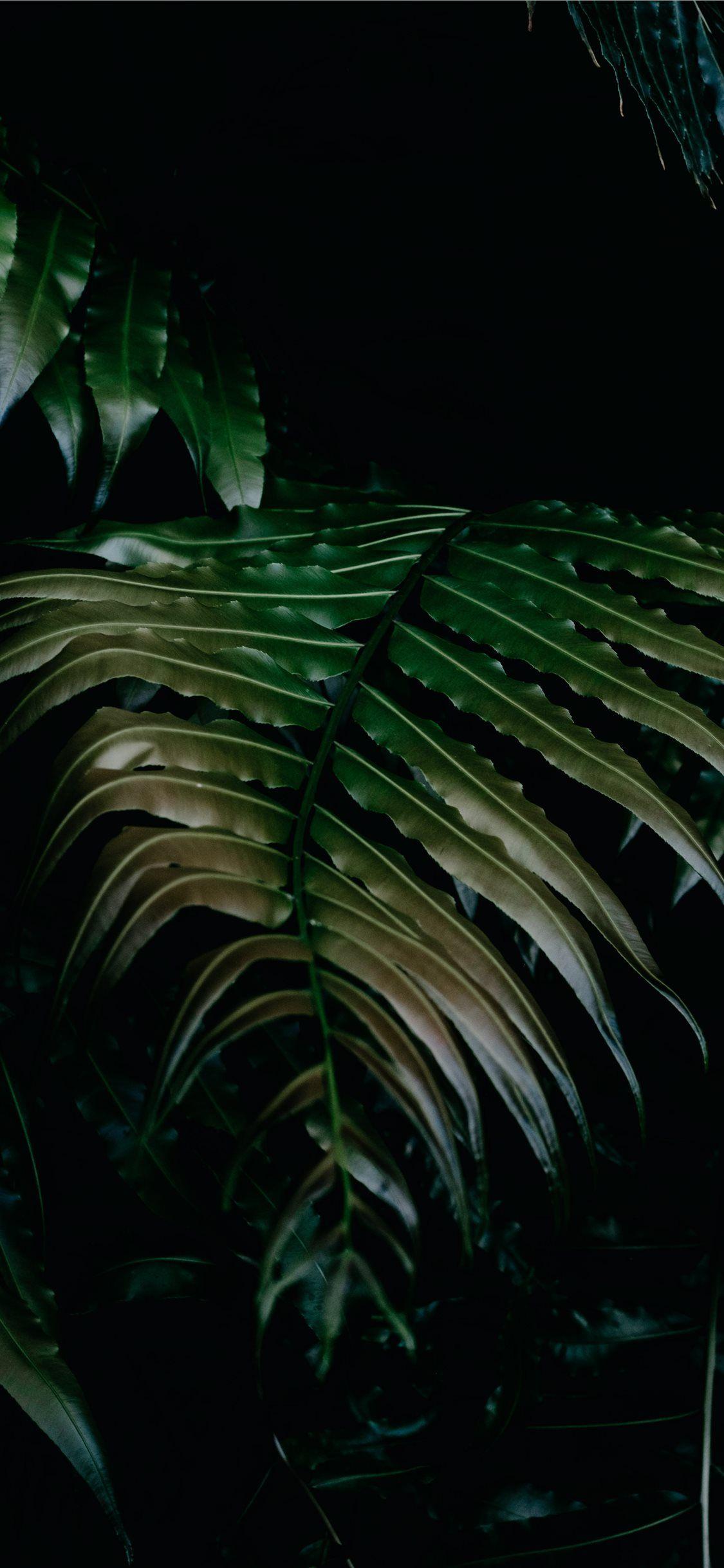 Best botanical iPhone X Wallpaper HD