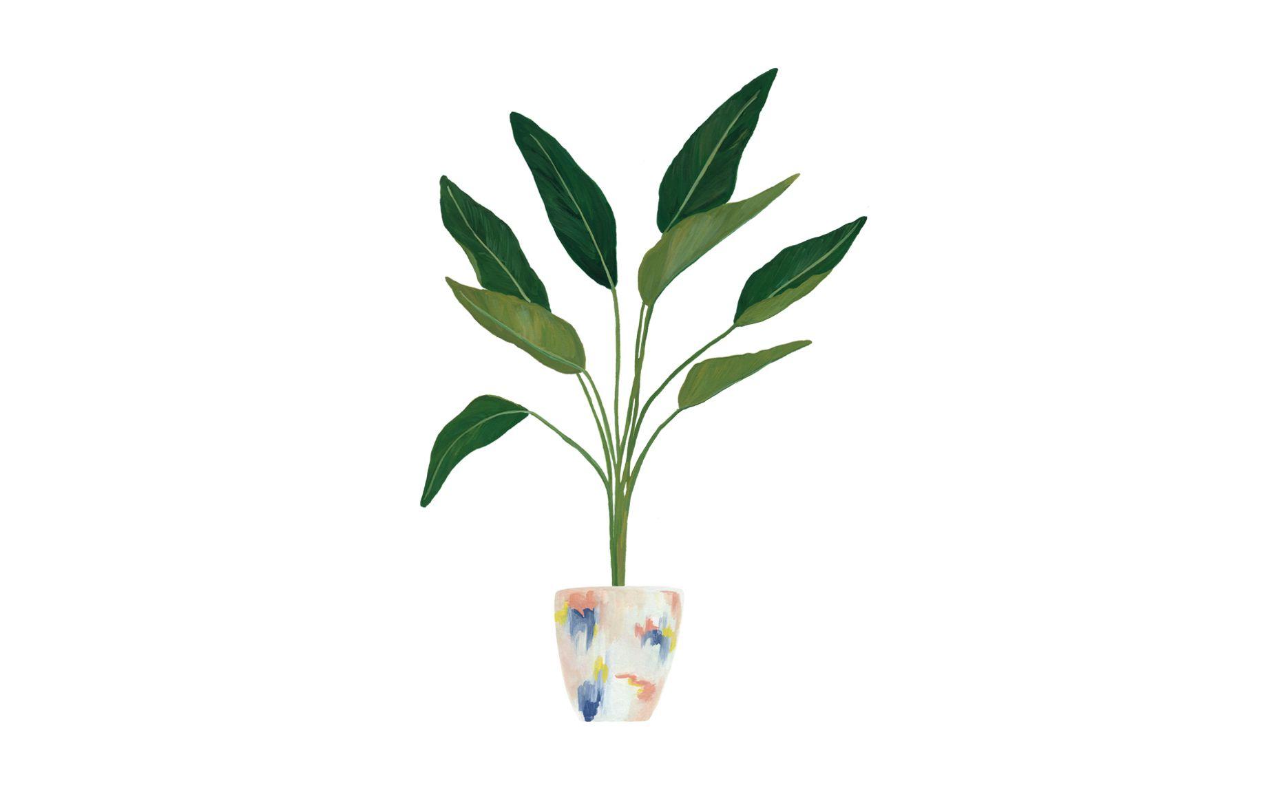 Minimalist Plant Wallpaper Free Minimalist Plant Background