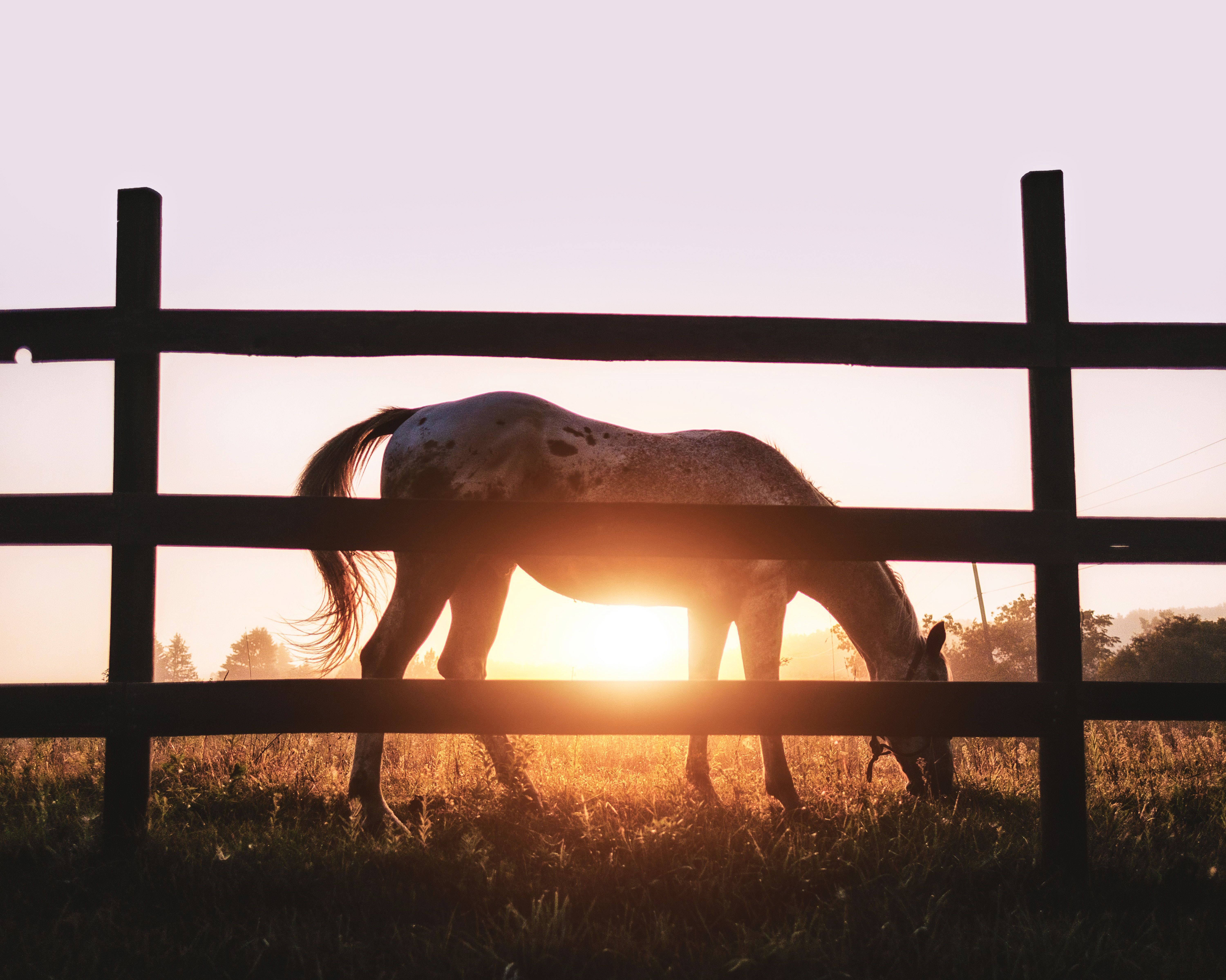 6000x4794 #horse, #sunrise, #fence, #mist, #grazing