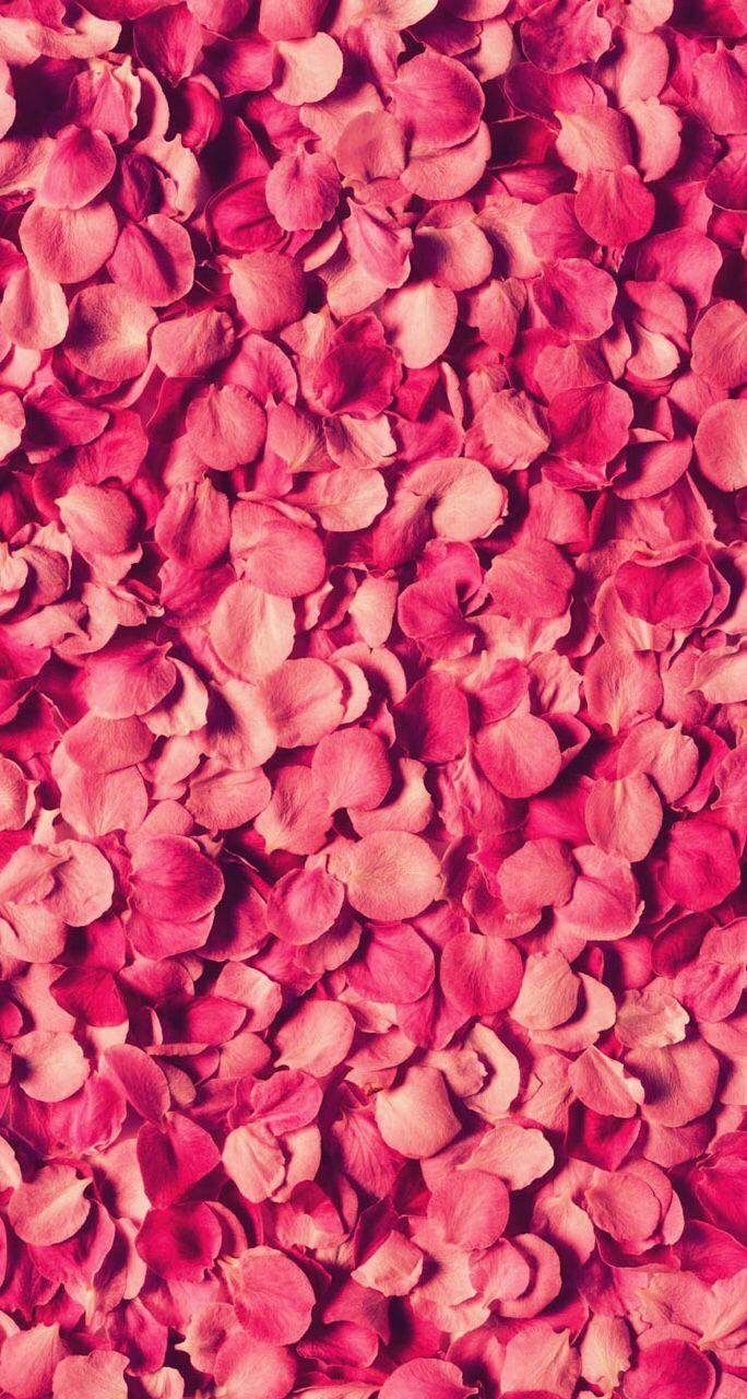 background, beautiful, cute, flower, kawaii, petals, phone, pink
