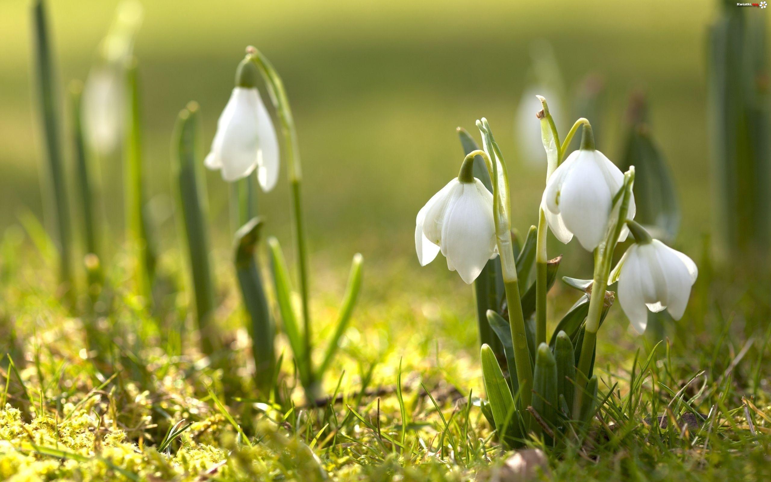 Snowdrops!. Spring flowers wallpaper, Early spring flowers