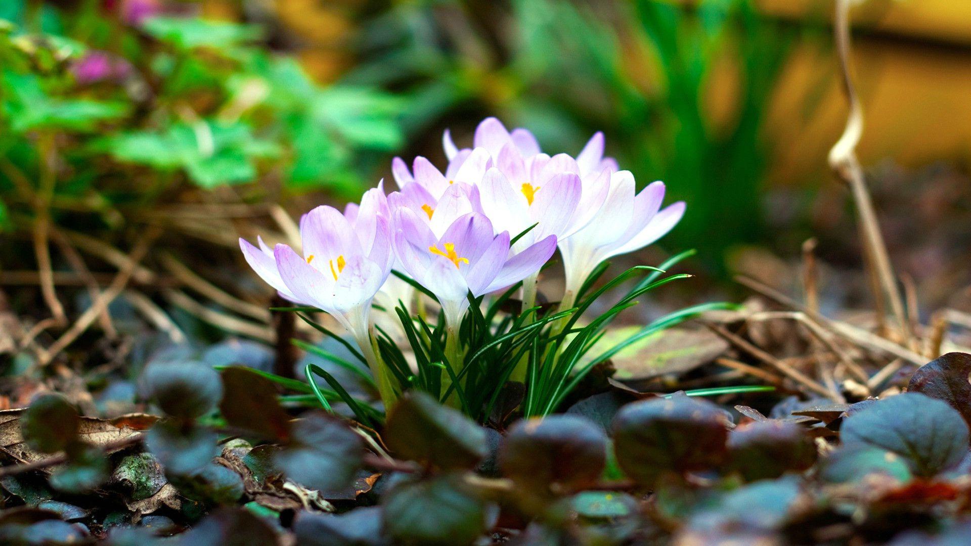 Hoa xuân sớm (Early spring flowers): Hoa xuân sớm mang lại một màu sắc và hương thơm tươi mới cho cuộc sống. Hãy chiêm ngưỡng những loại hoa đậm hương đẹp như hoa anh đào, hoa đào, hoa đào rừng... bắt đầu nở rộ trên những ngả đường và công viên.