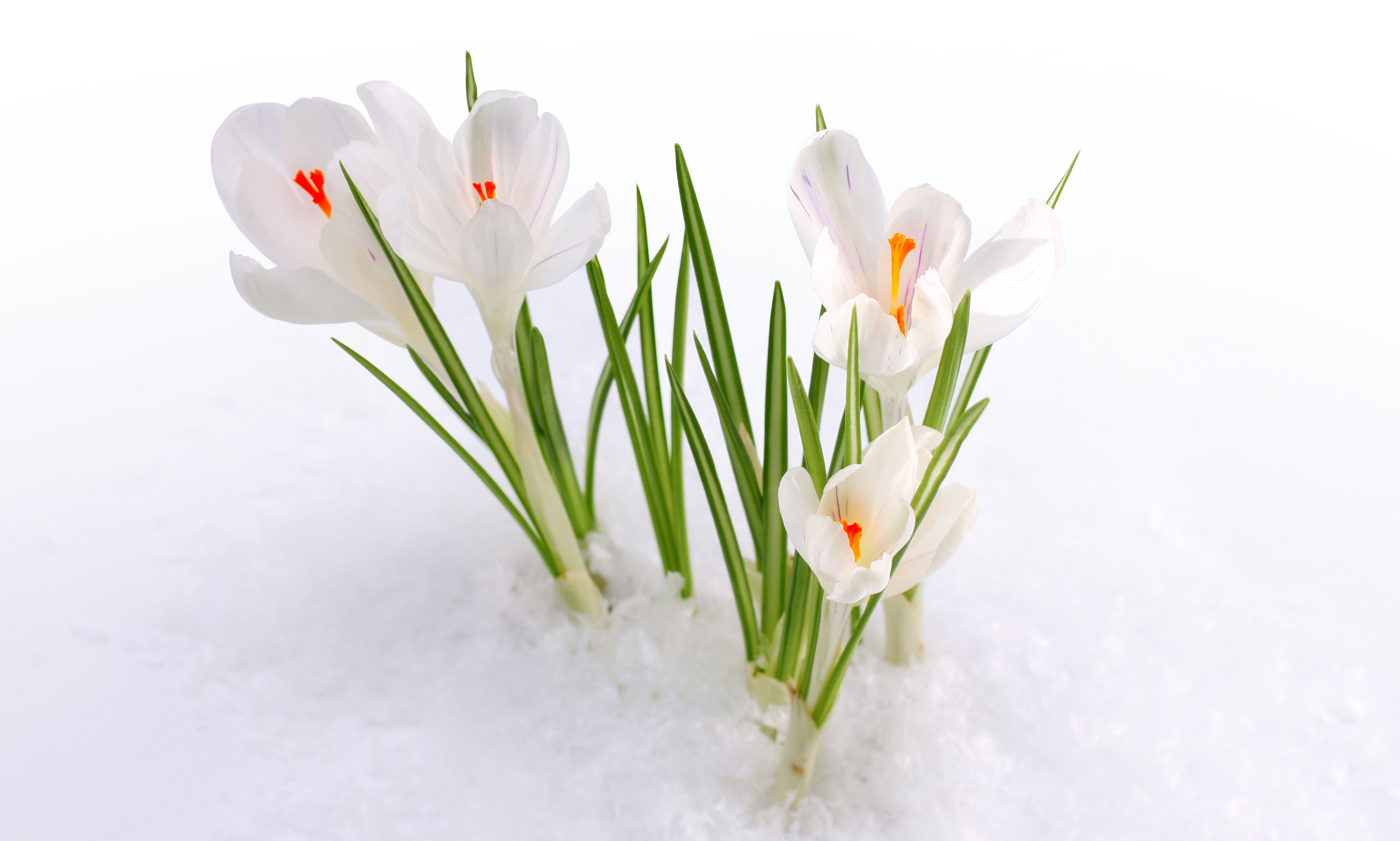 Snow, Snowdrops, Spring Flowers, Early Spring Wallpaper - С 1