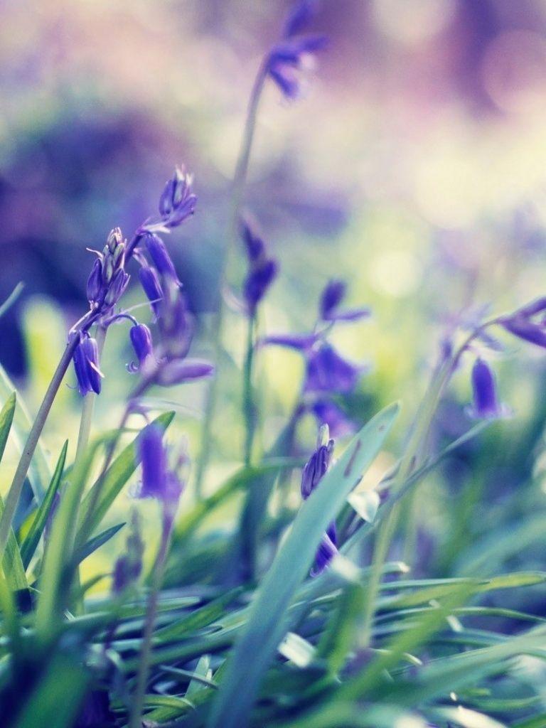Purple Spring Flowers Wallpaper. Flowers photography wallpaper