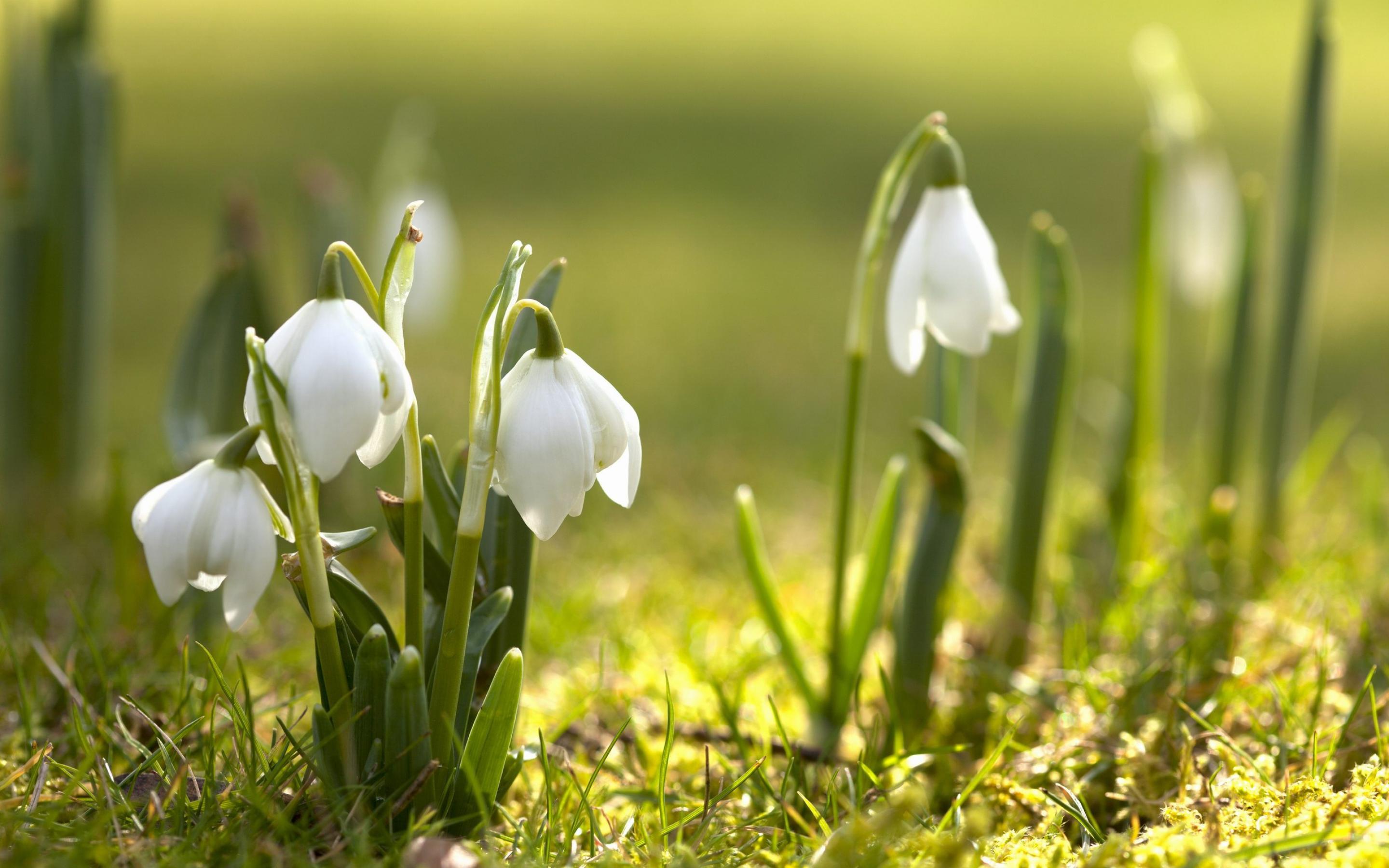 early spring flowers wallpaper