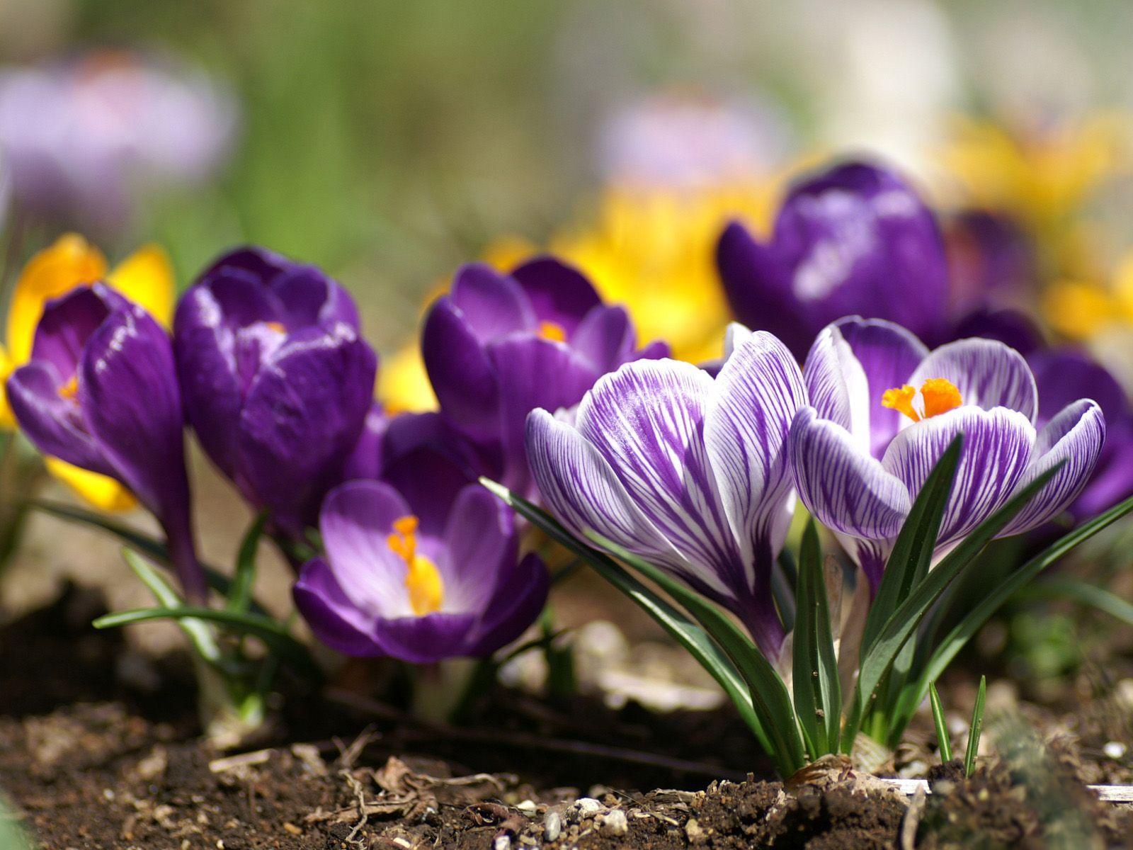 early spring picture. Spring Wallpaper. Purple flowers