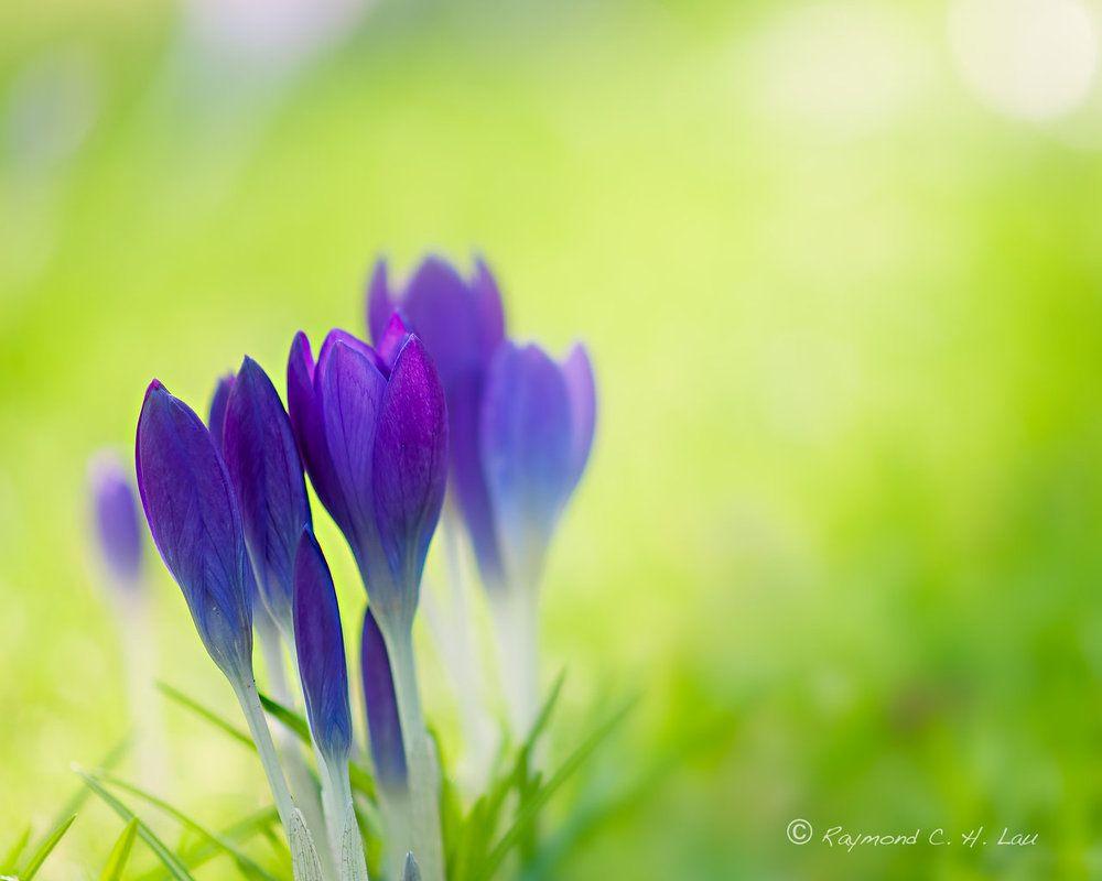 Free download Early Spring by Raylau [1000x800] for your Desktop