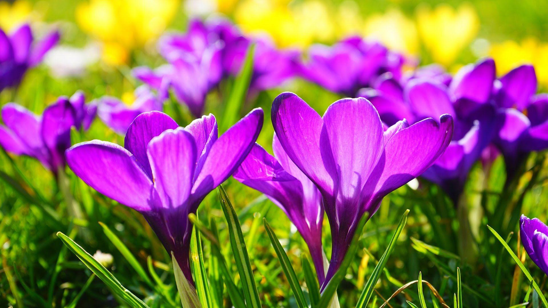 First Spring Flowers Crocus, Jpeg V.8.2 Wallpaper, F 4092006483