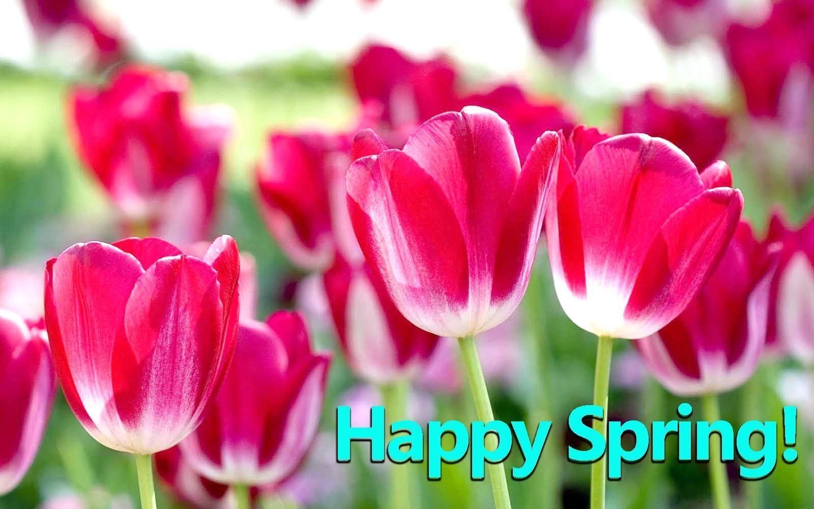 Wishing you a happy first day of spring! #HappySpring #Sunshine. Spring flowers wallpaper, Spring flowers background, Picture of spring flowers