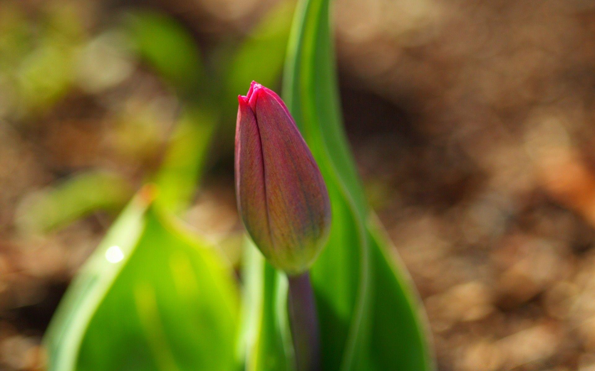Early Spring Tulip