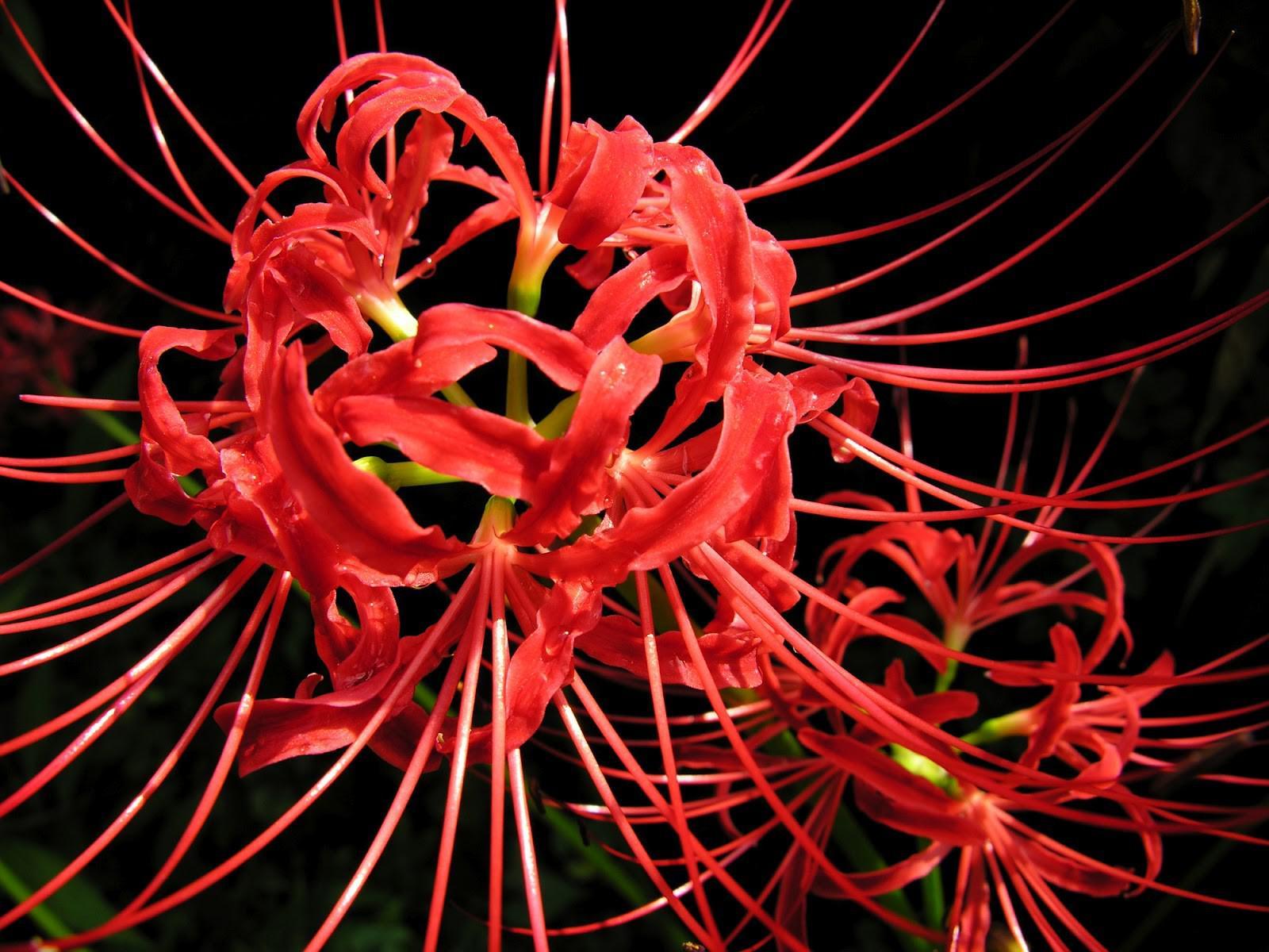 HD Red Spider Lily Widescreen Wallpaper