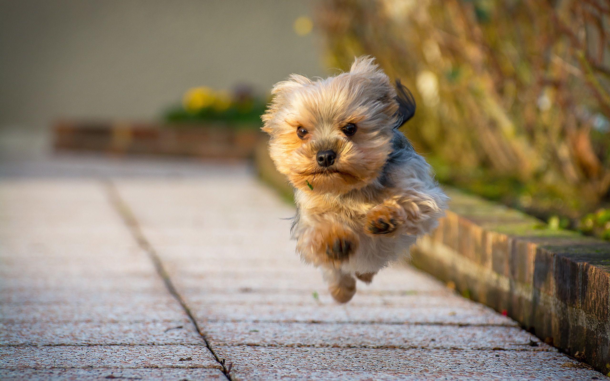 Download wallpaper Yorkshire Terrier, running dog, cute dog