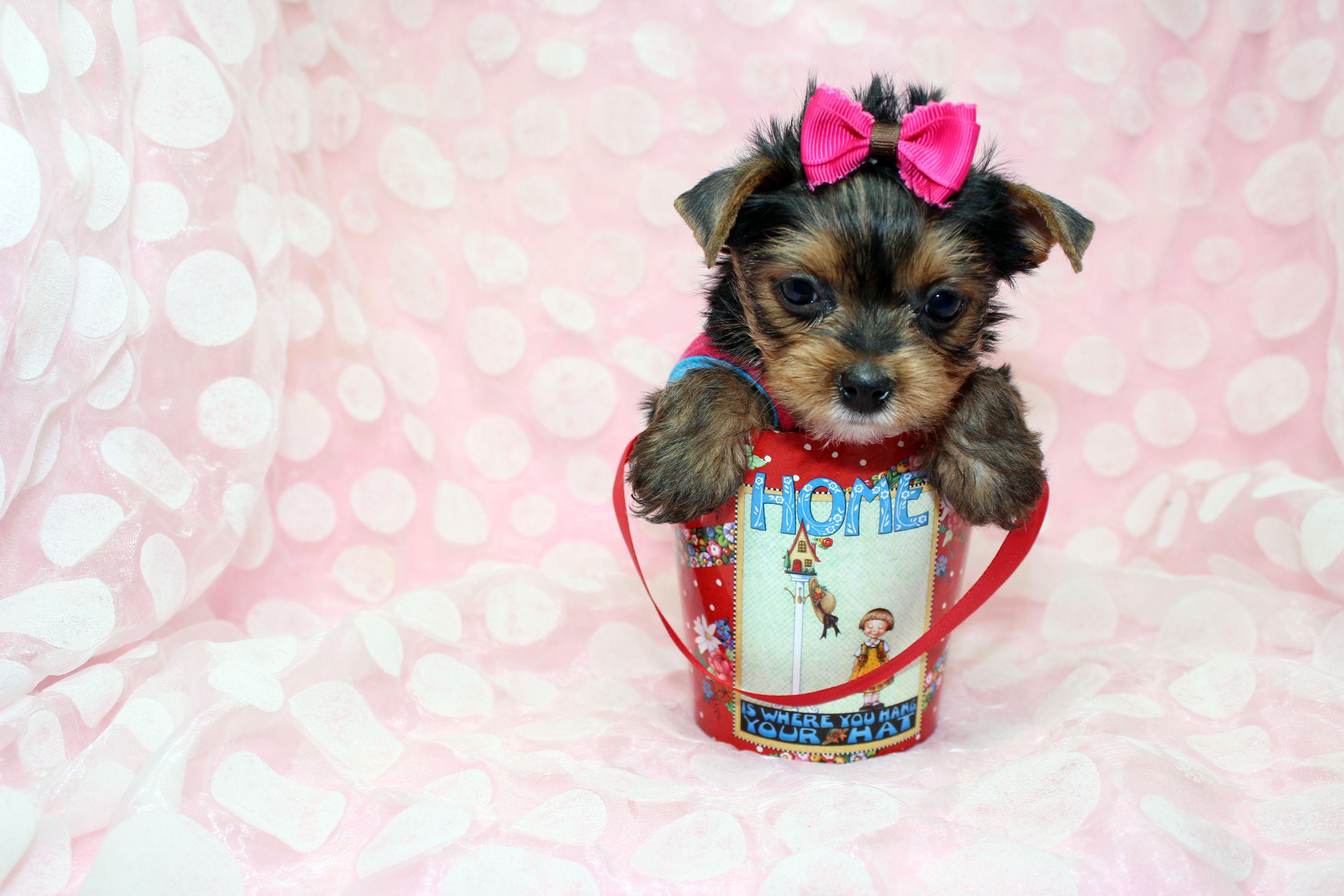 Tiny Yorkie Puppy by StarYorkie.com Photo 36969256