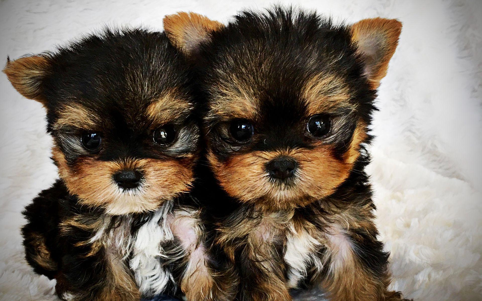 Download wallpaper Yorkshire Terrier, puppies, cute dog, twins