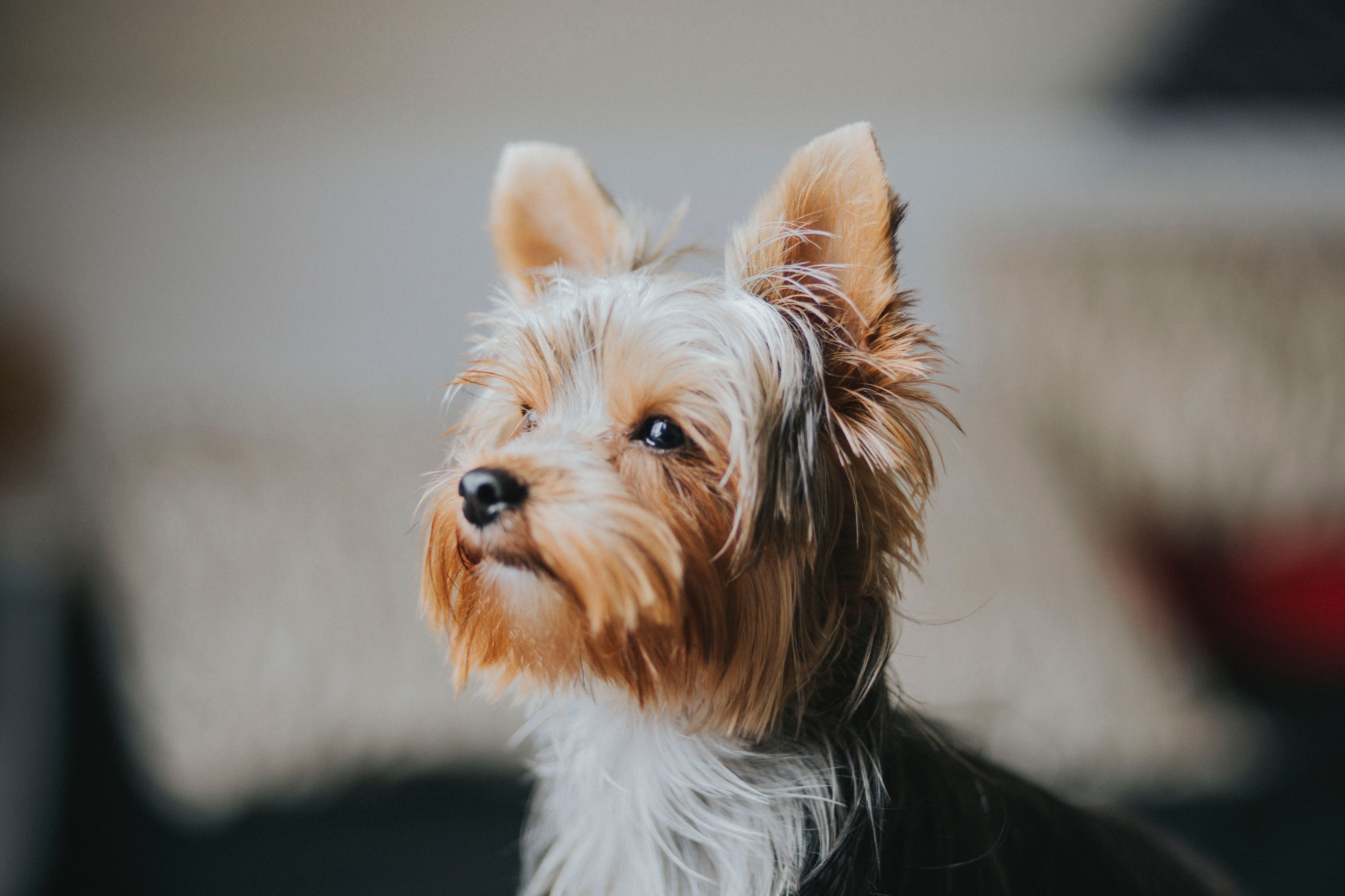 Yorkie Picture. Download Free Image