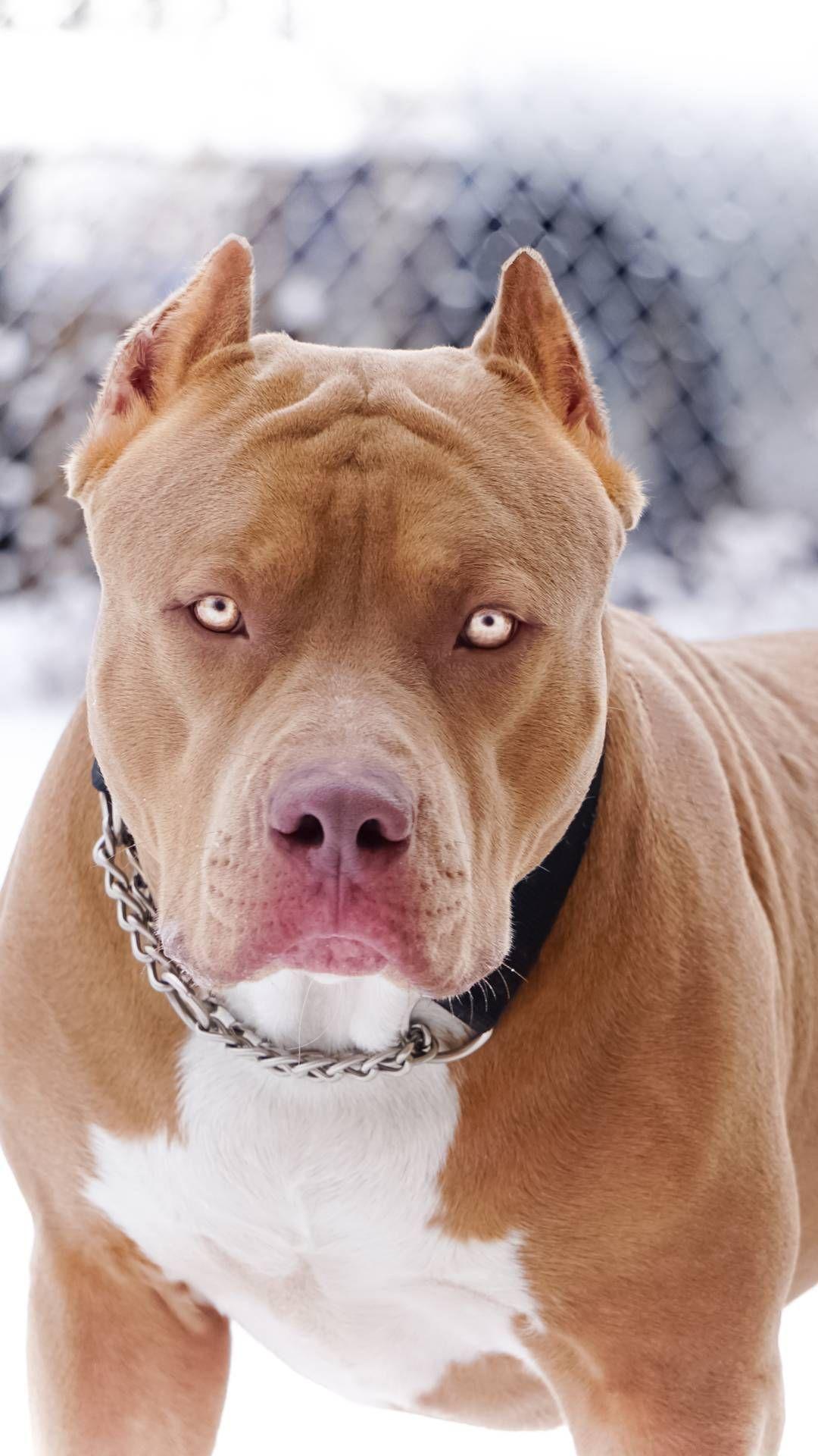 Red Nose American Pitbull Terrier Wallpapers - Wallpaper Cave