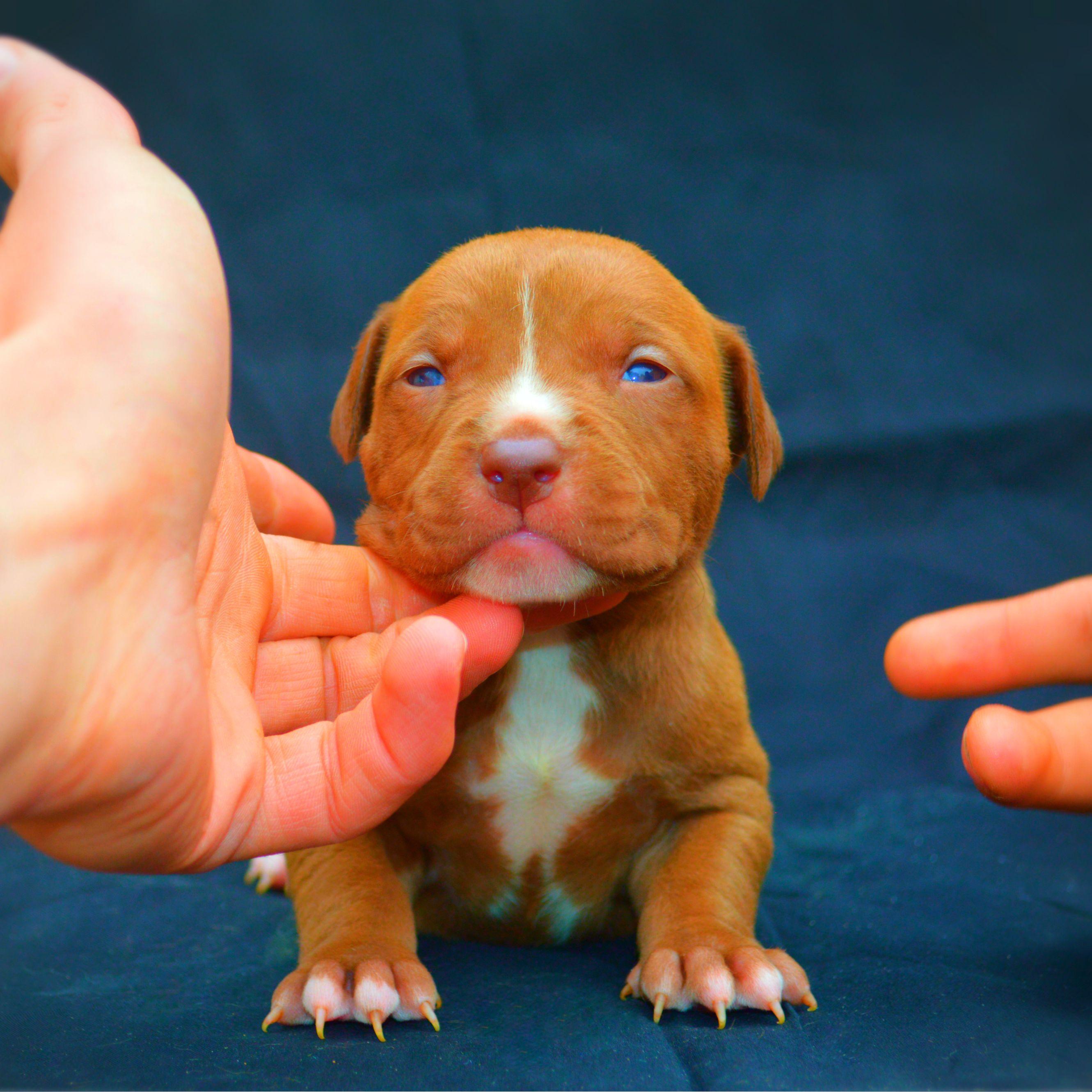 Red Nose American Pitbull Terrier Puppies Nose