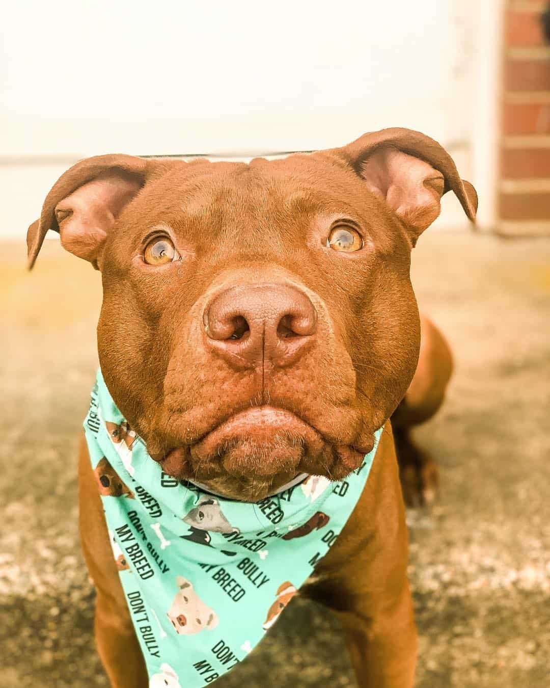 Red Nose Pitbull 101: What You Need to Know