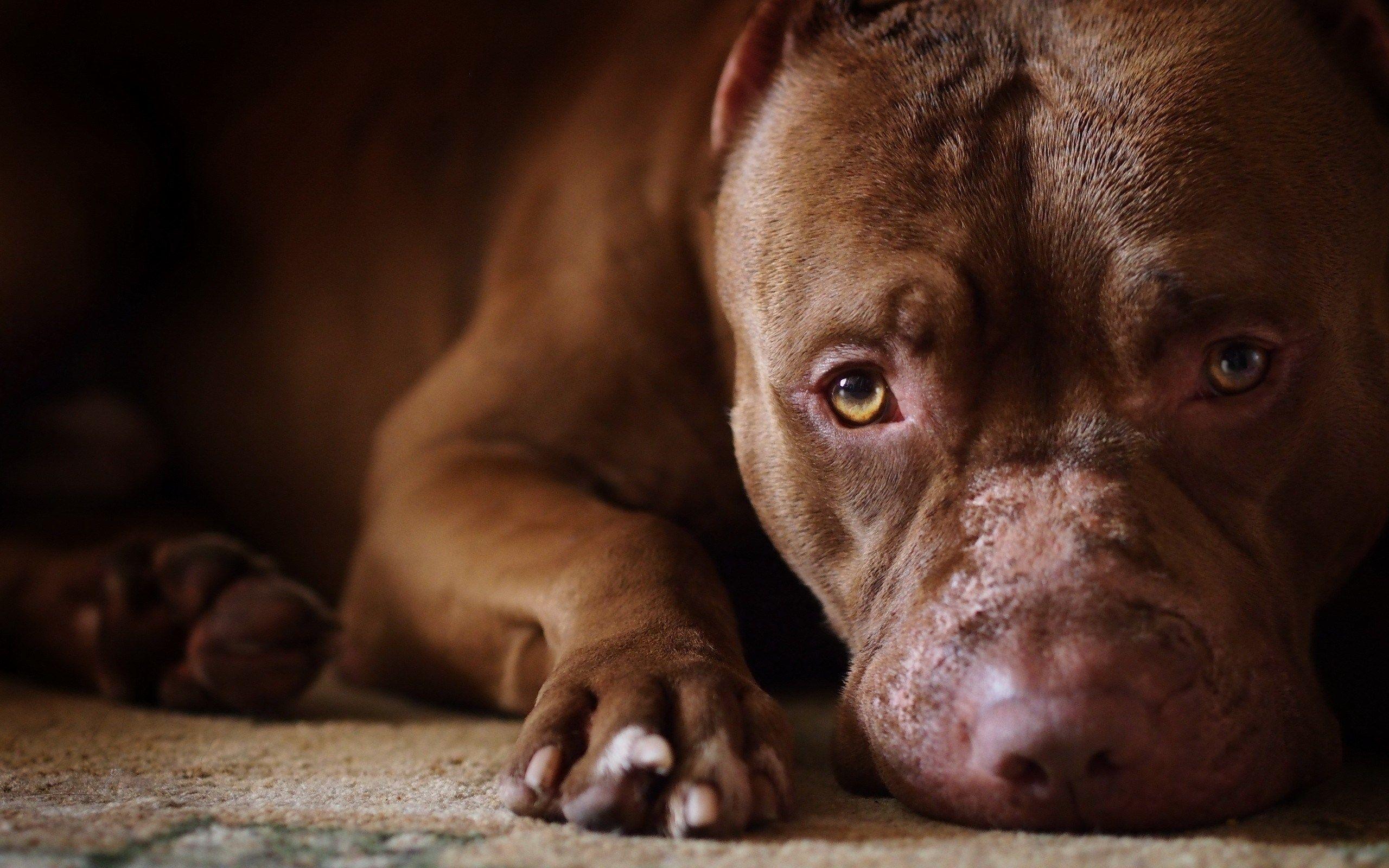 American Pitbull Terrier, HD Wallpaper & background Download