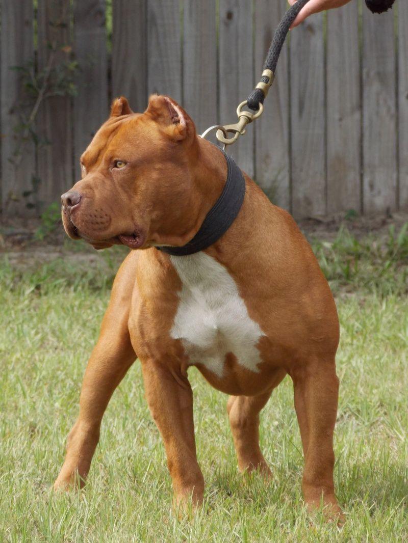 Best Red nose pits image. Pitbulls, Pitbull terrier, Dogs