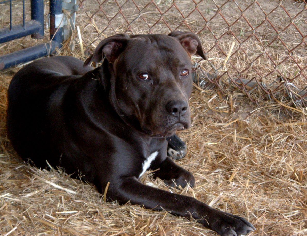American Pitbull Terrier Black Top HD Wallpaper Free Nose