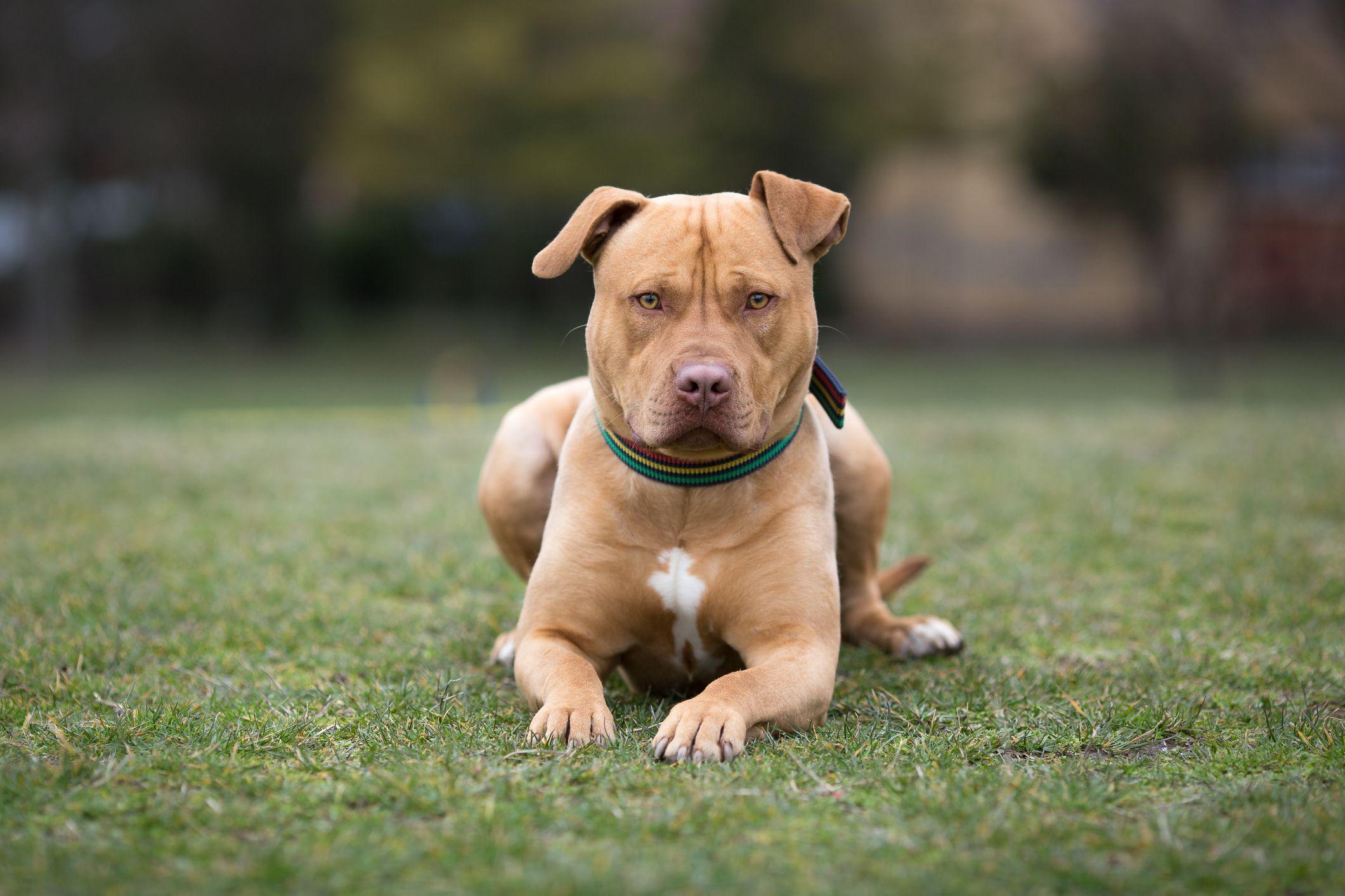American Staffordshire Terrier: Full Profile, History, and Care