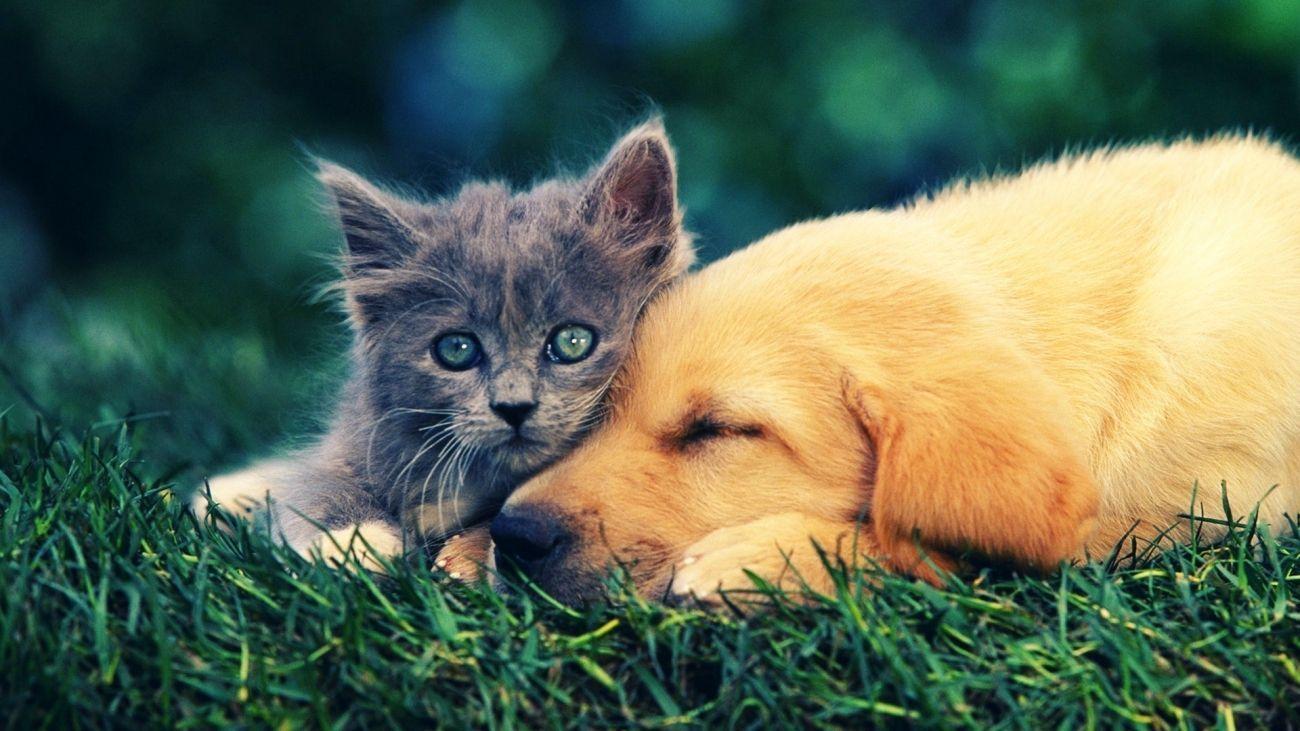 Cute Dog And Cat Kiss Wallpaper Download  MobCup