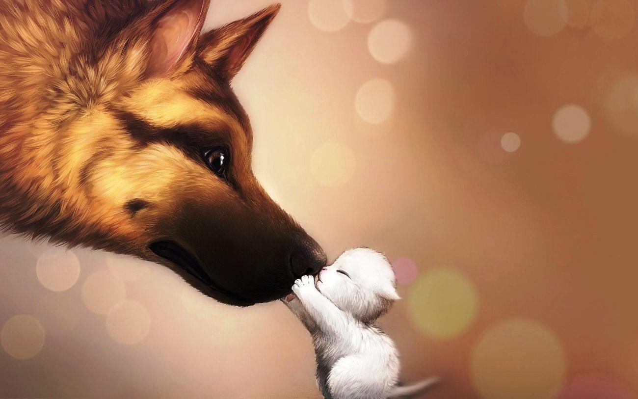 Cats And Dogs HD Android Mobile Wallpapers Wallpaper Cave