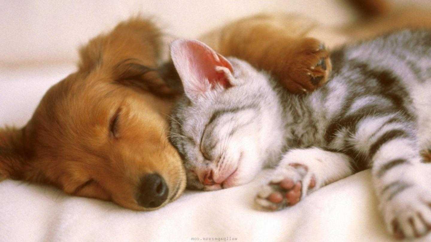 Cute Puppy And Kitten Wallpaper 404498 Kittens Puppy Gif
