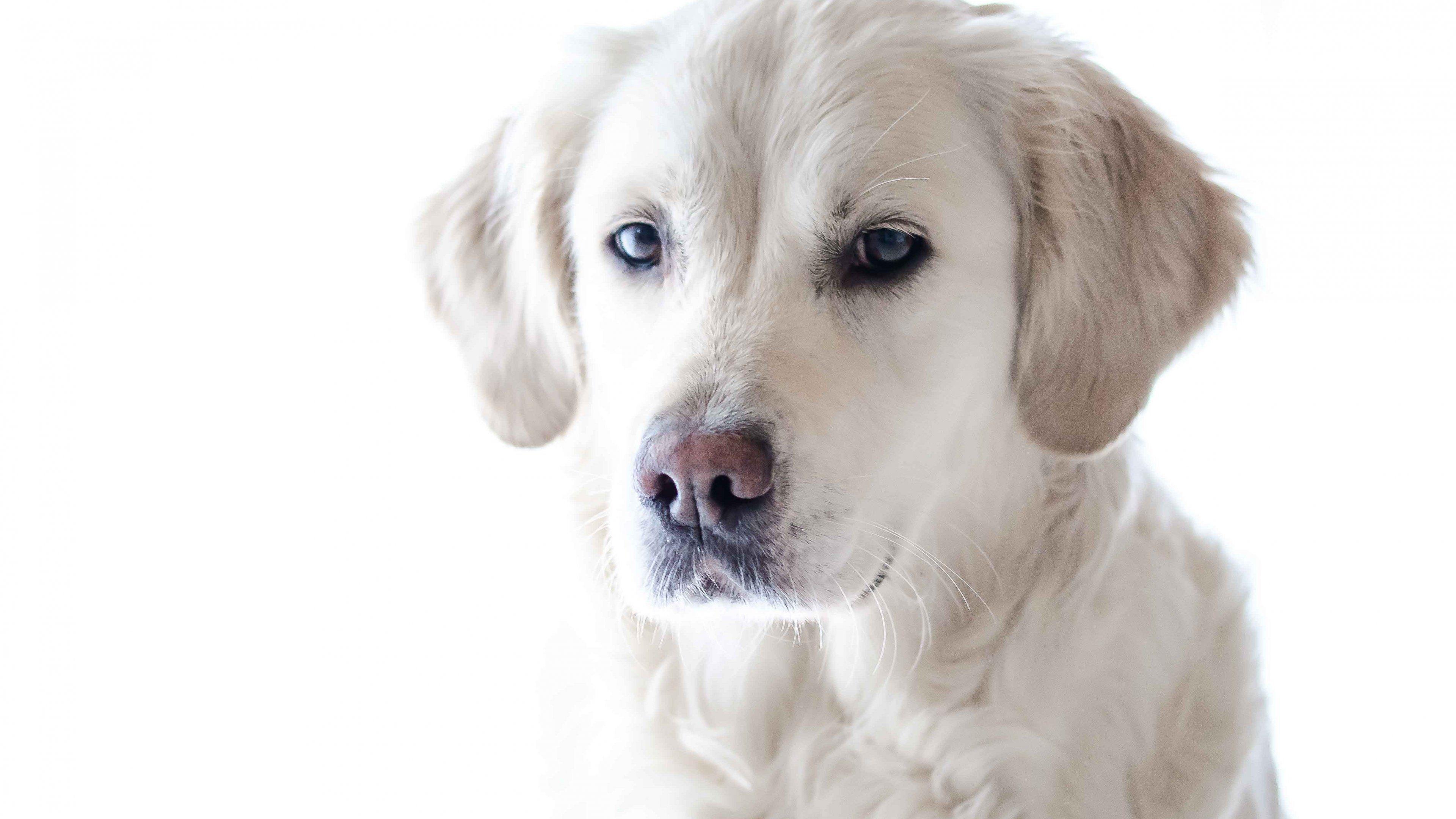 Golden Retriever Wallpaper, Android & Desktop Background