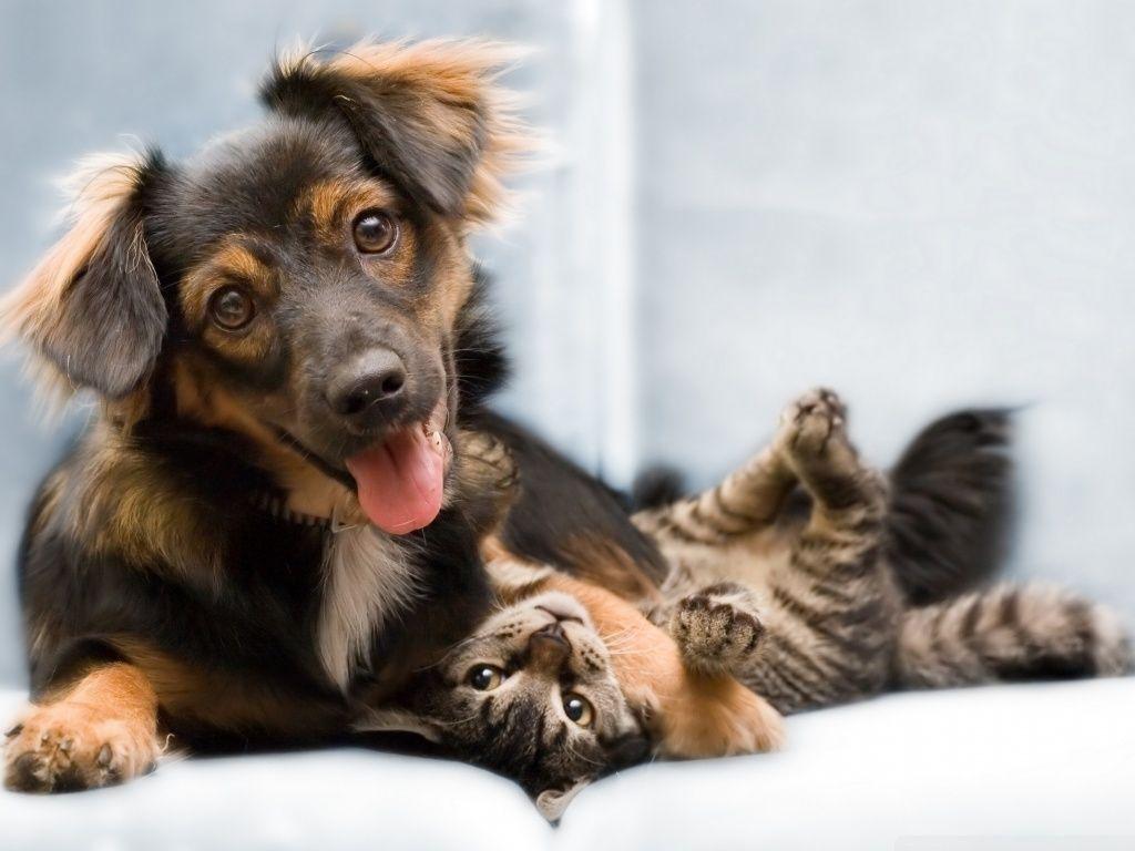 Cats And Dogs HD Wallpaper
