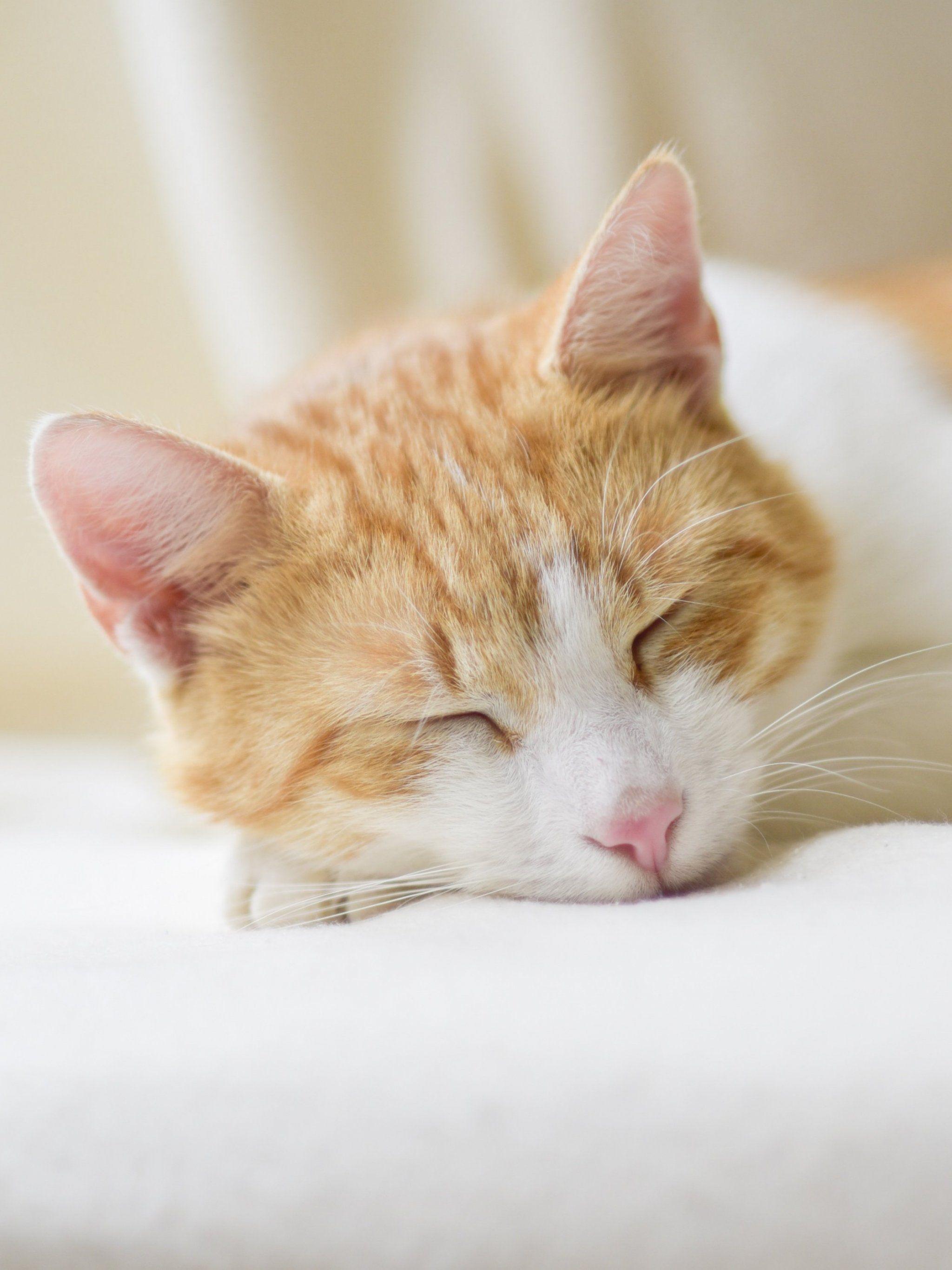 Sleeping Cat Wallpaper, Android & Desktop Background